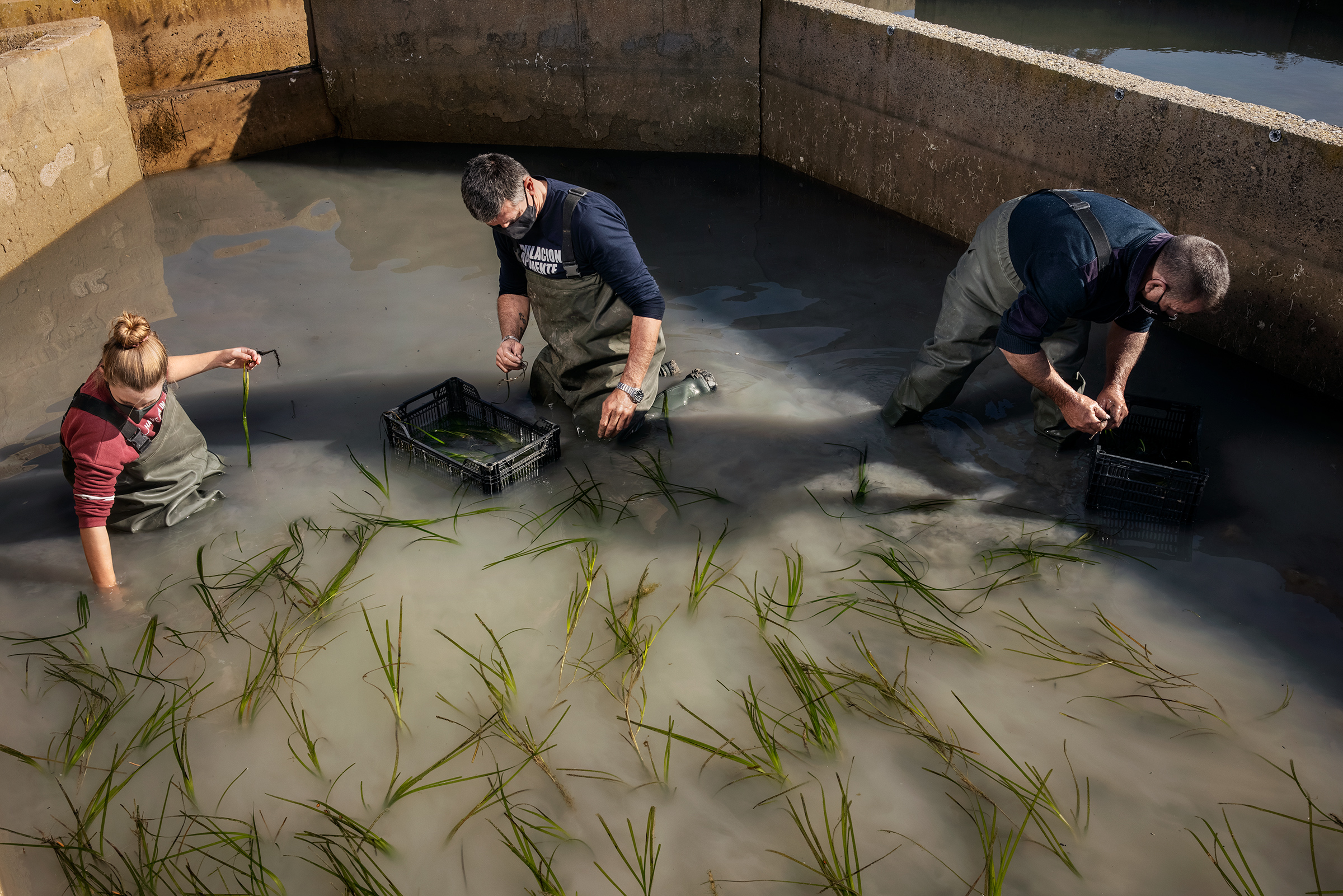 Juan Martín, center, of Aponiente works on the seagrass fields planted near León’s restaurant (Paolo Verzone—VU for TIME)
