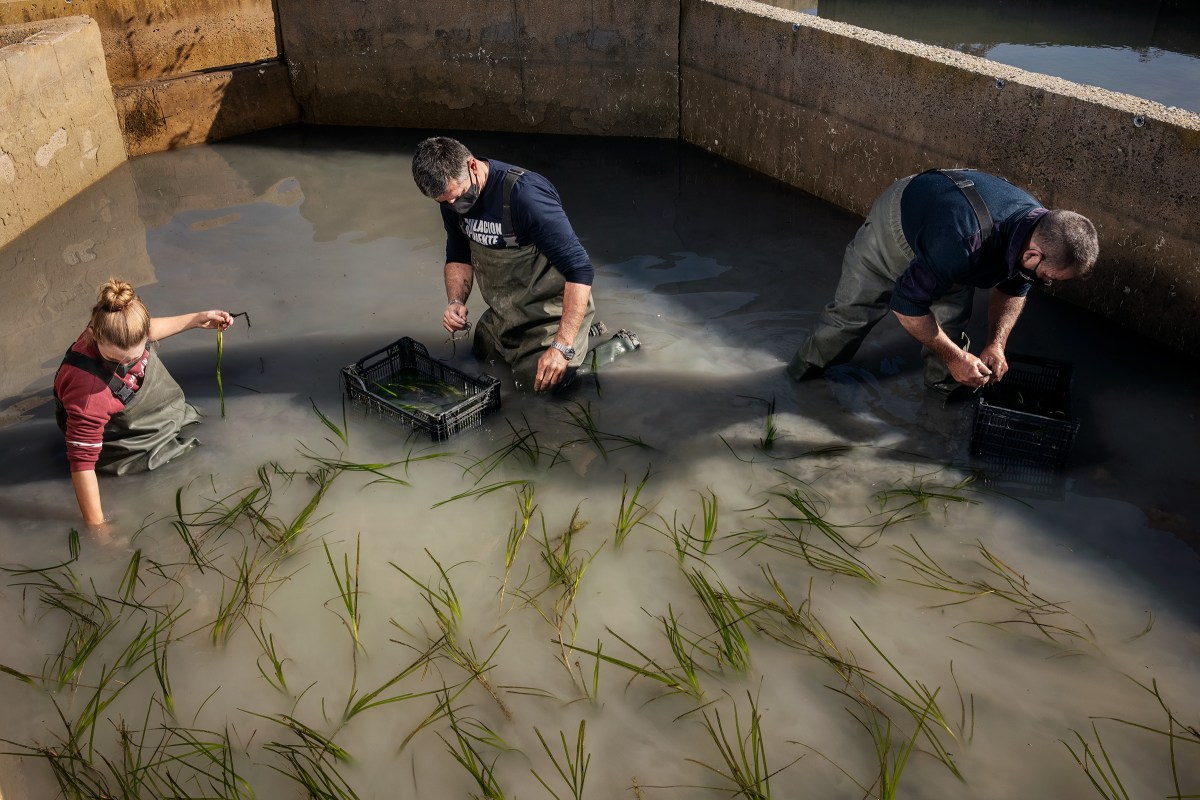 Juan MartÃ­n, center, of Aponiente works on the seagrass fields planted around LeÃ³nâs restaurant