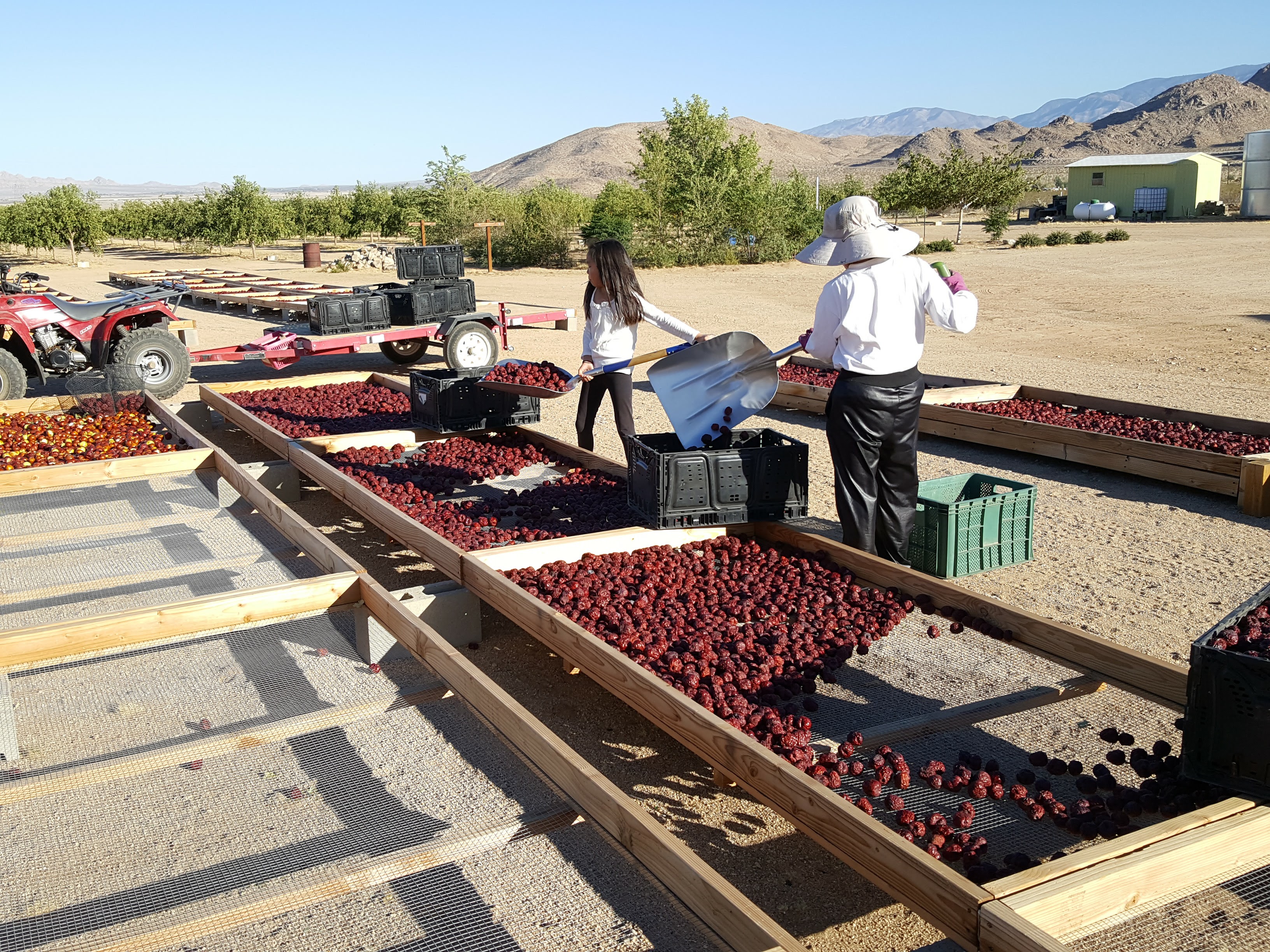 The scene at David Paeng's Serenity Farm in Lucerne Valley, Calif., where he grows jujubes. (David Paeng)