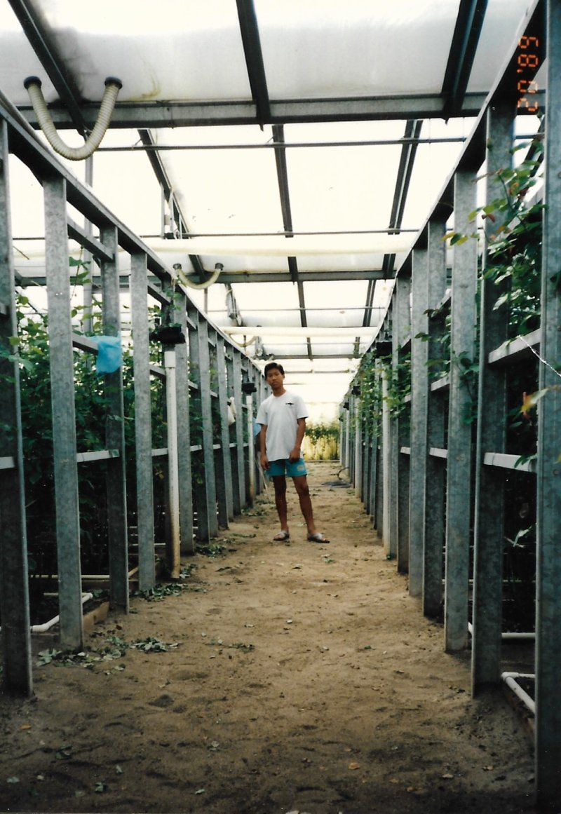 Joseph Chong in his family's greenhouse in California in 1989.