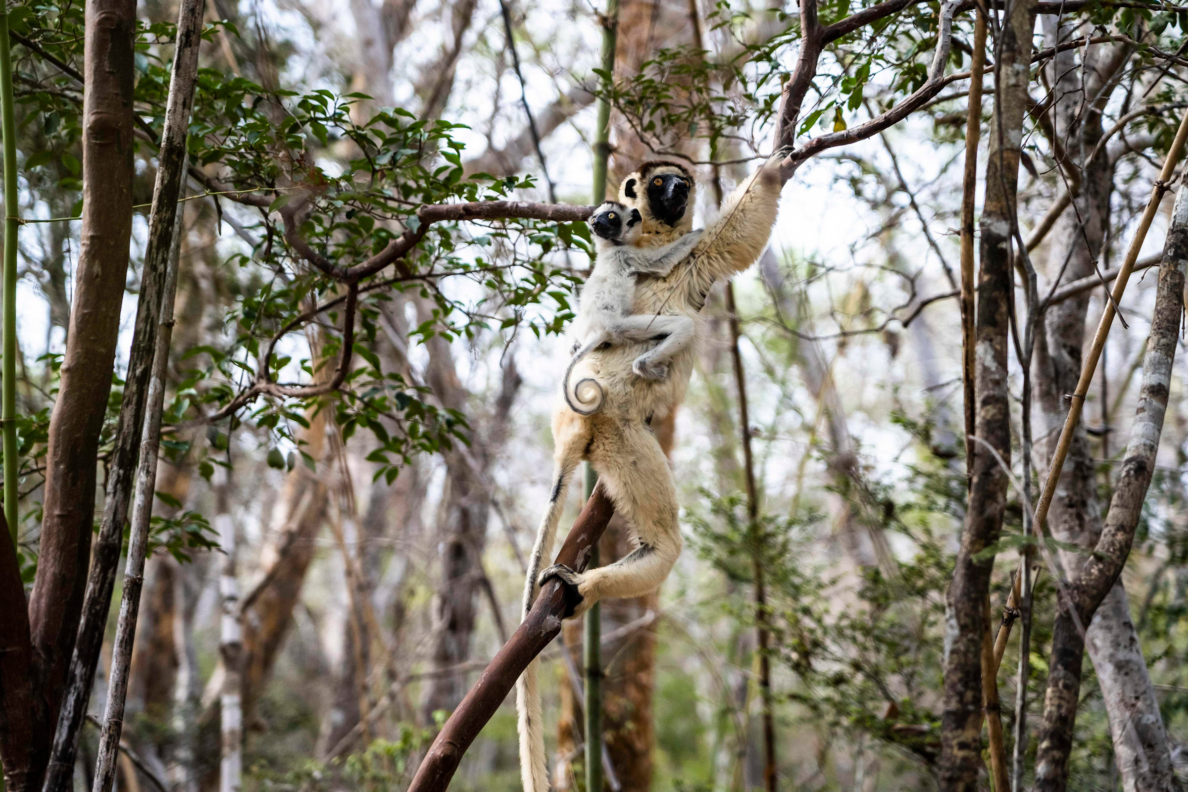 Lemurs in Kirindy Forest, a private reserve along Madagascar's west coast that has suffered profound deforestation in recent years, on Nov. 23, 2019. (Andy Isaacson)