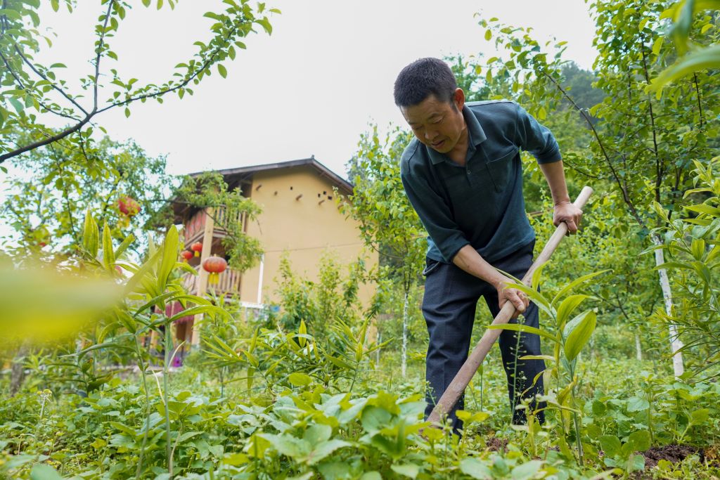 Chen Peng, a villager from an impoverished household, tends a contracted sealwort field in Huaxi Village of Zhongyi Township, Shizhu Tujia Autonomous County, southwest China's Chongqing Municipality, May 8, 2020. (Xinhua/Liu Chan via Getty Images)