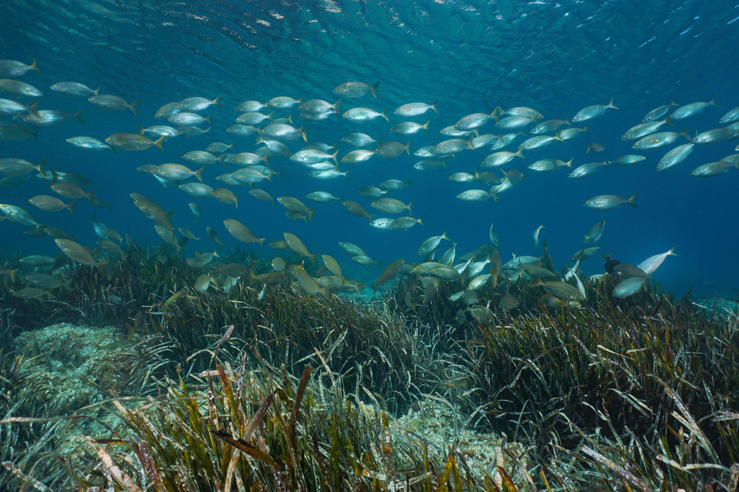 Fish school with seagrass Mediterranean sea