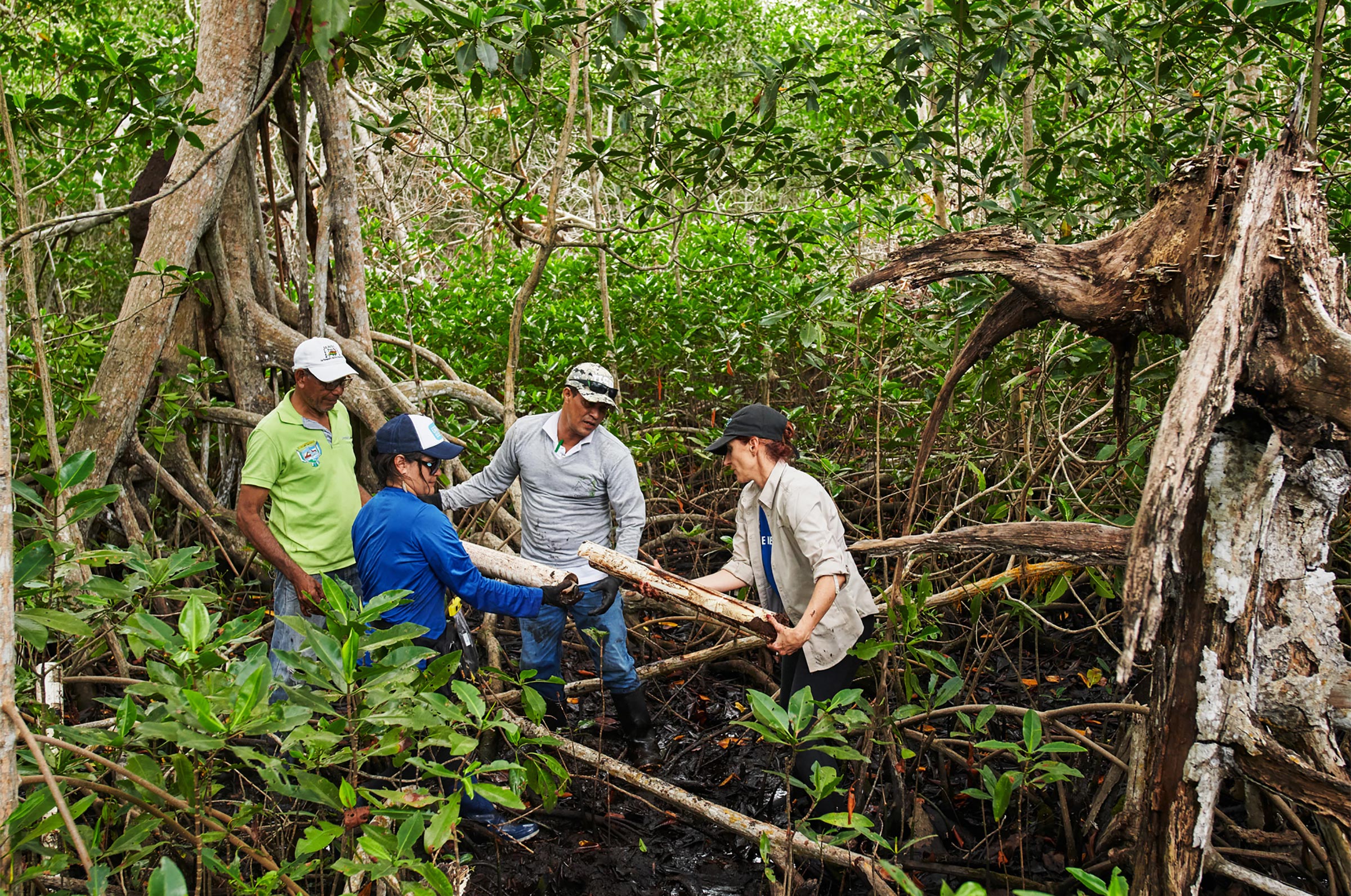 Researchers working for Conservation International take a soil sample to test carbon levels of mangrove trees in Bogotá (Courtesy Apple)