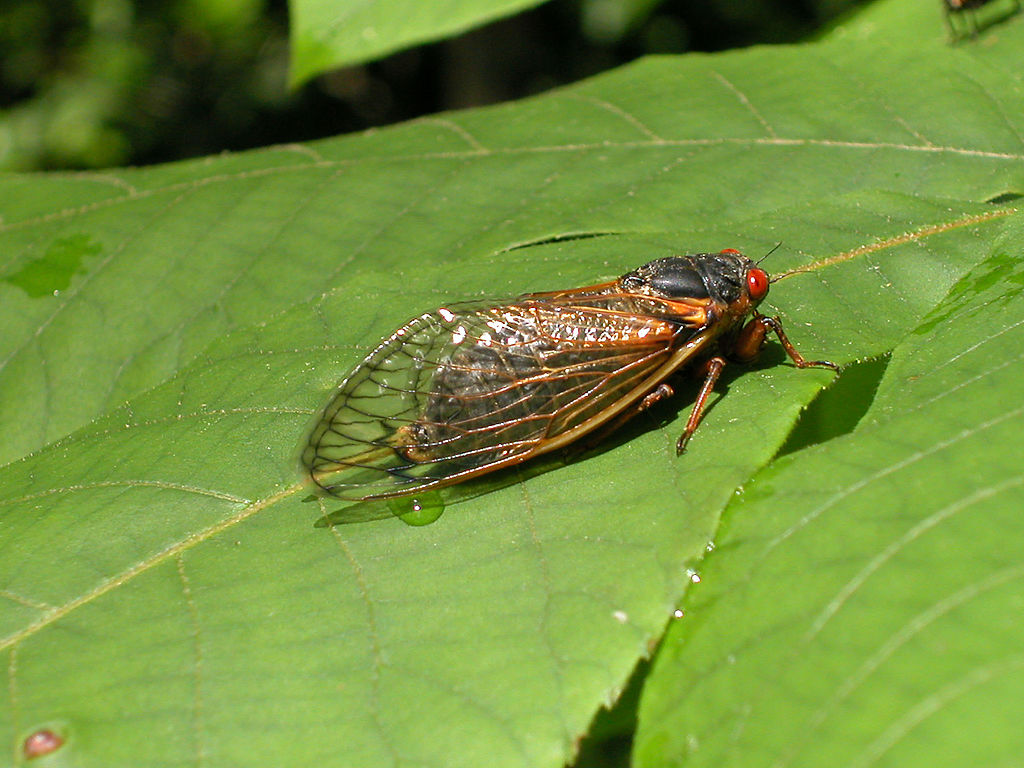 A newly emerged adult cicada suns itself on a leaf May 16, 2004 in Reston, Virginia. (Richard Ellis—Getty Images)