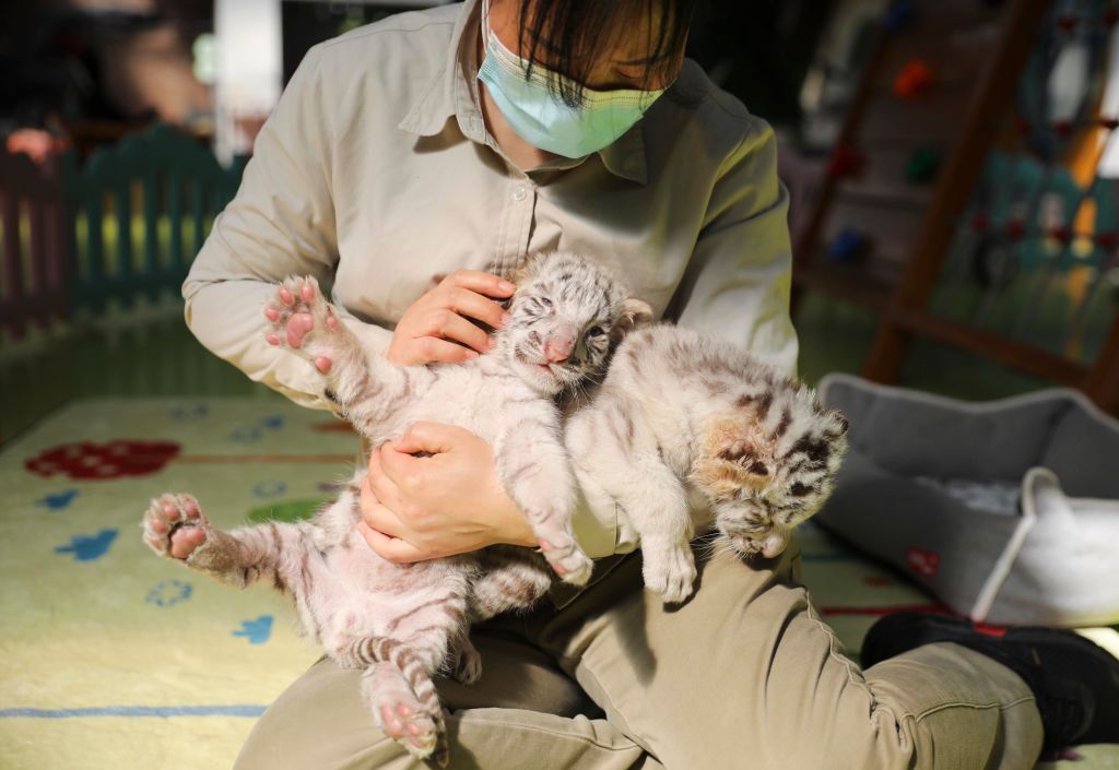 A breeder wearing face mask holds one-month-old white tiger cubs at Beijing Wildlife Park on April 2, 2020 in Beijing, China. (Zhao Jun/China News Service via Getty Images)