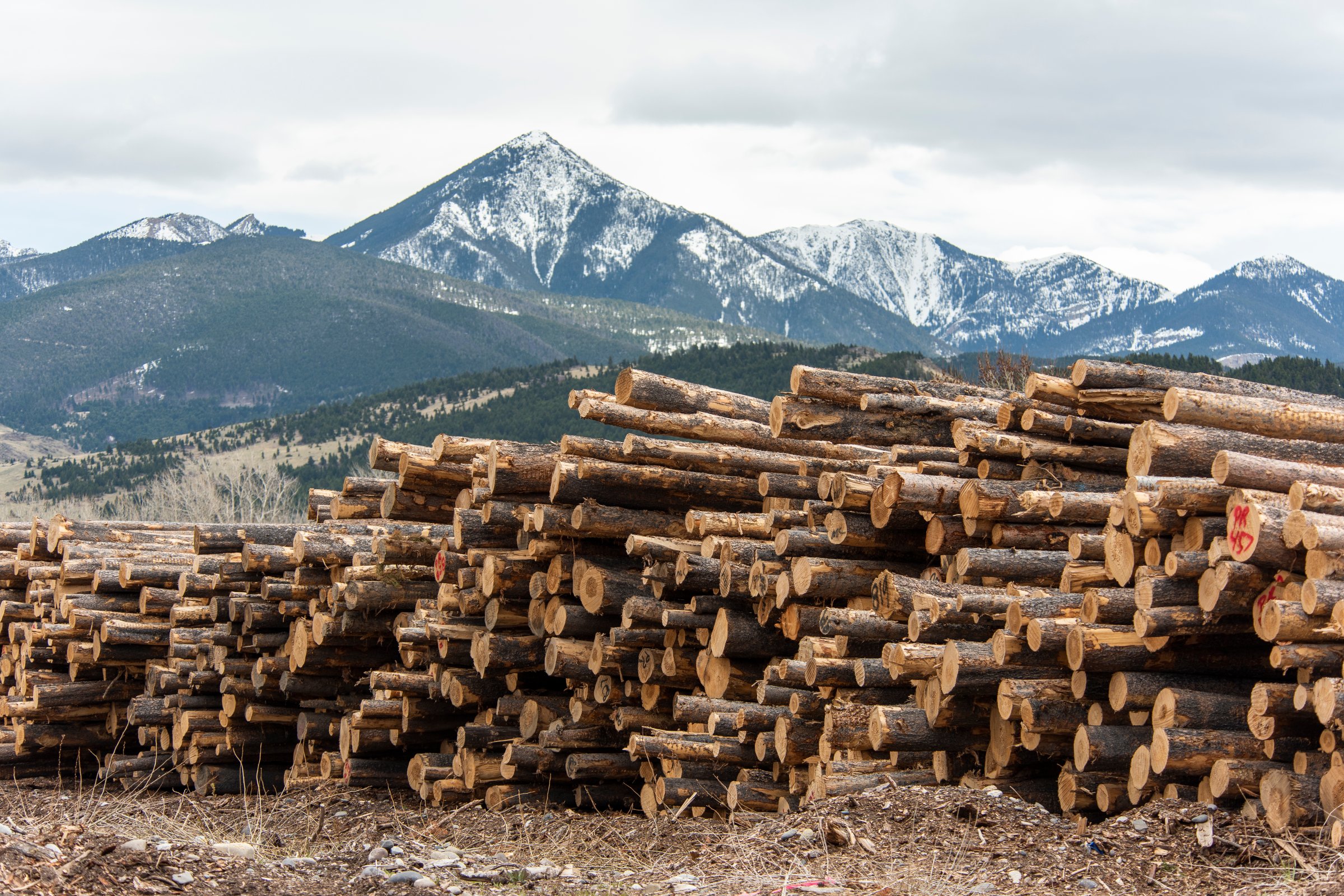 Processing Mill In Montana Runs At Full Capacity As Lumber Prices Soar