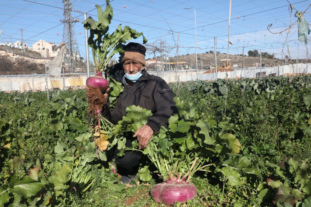 Palestinian farmer Atta Jaber carries a giant turnip that he harvested from his land across from the israeli settlement of Kiryat Arba, in the West Bank town of Hebron, on January 23, 2021. (Hazem Bader – AFP/Getty Images)