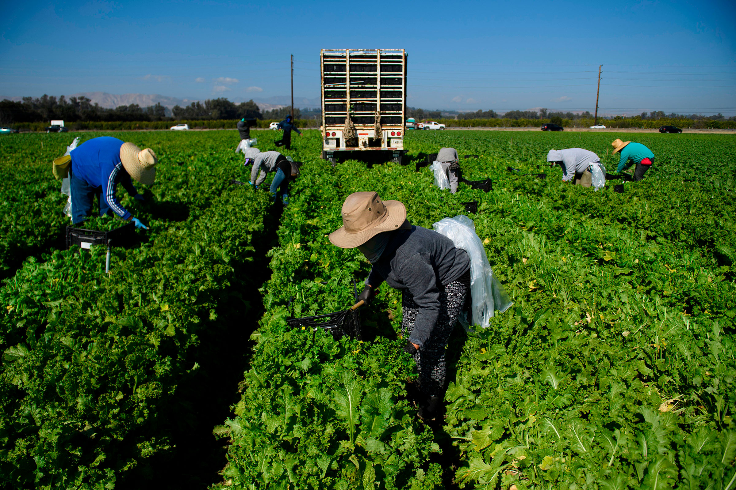 Farmworkers wear face masks while harvesting curly mustard in a field in Ventura County, Calif. on Feb. 10, 2021. (Patrick T. Fallon—AFP/Getty Images)