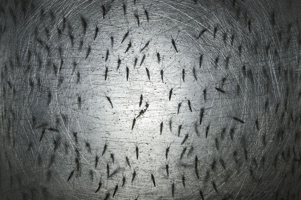 <em>Aedes aegypti</em> mosquitos are seen in a container at a laboratory of biotech company Oxitec, in Campinas, 100 km from Sao Paulo, Brazil, on August 21, 2014. (Nelson Almeida—AFP/Getty Images)