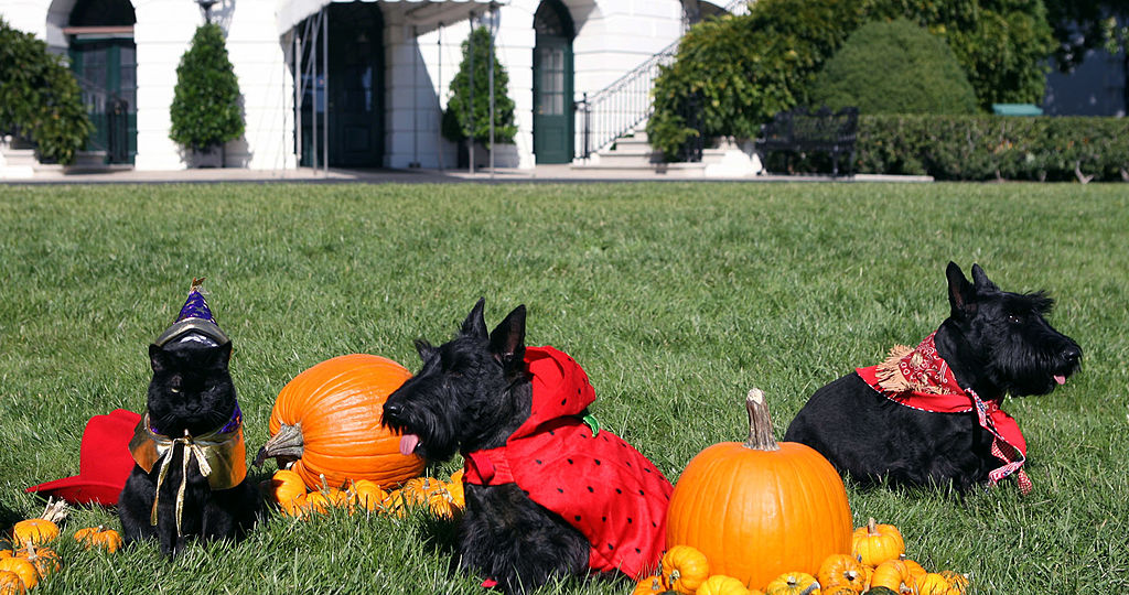 George W. Bush's cat India tolerating Halloween festivities alongside the Bush family's dogs Miss Beazley and Barney on the South Lawn of the White House on Oct. 31, 2007. (Shealah Craighead/The White House—Getty Images)
