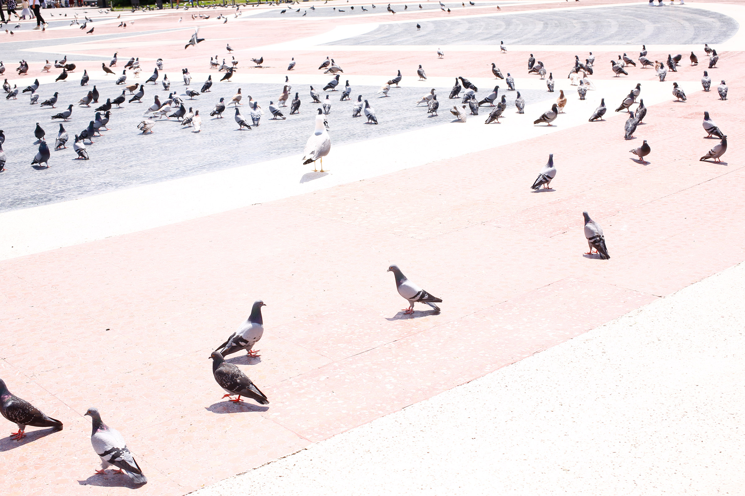 Pigeons on Plaza de Cataluña in Barcelona on June 6. (Ricardo Cases for TIME)