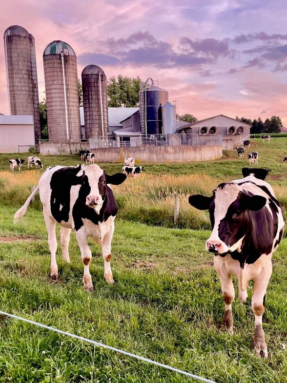 Lancaster County Pennsylvania Dairy Cows