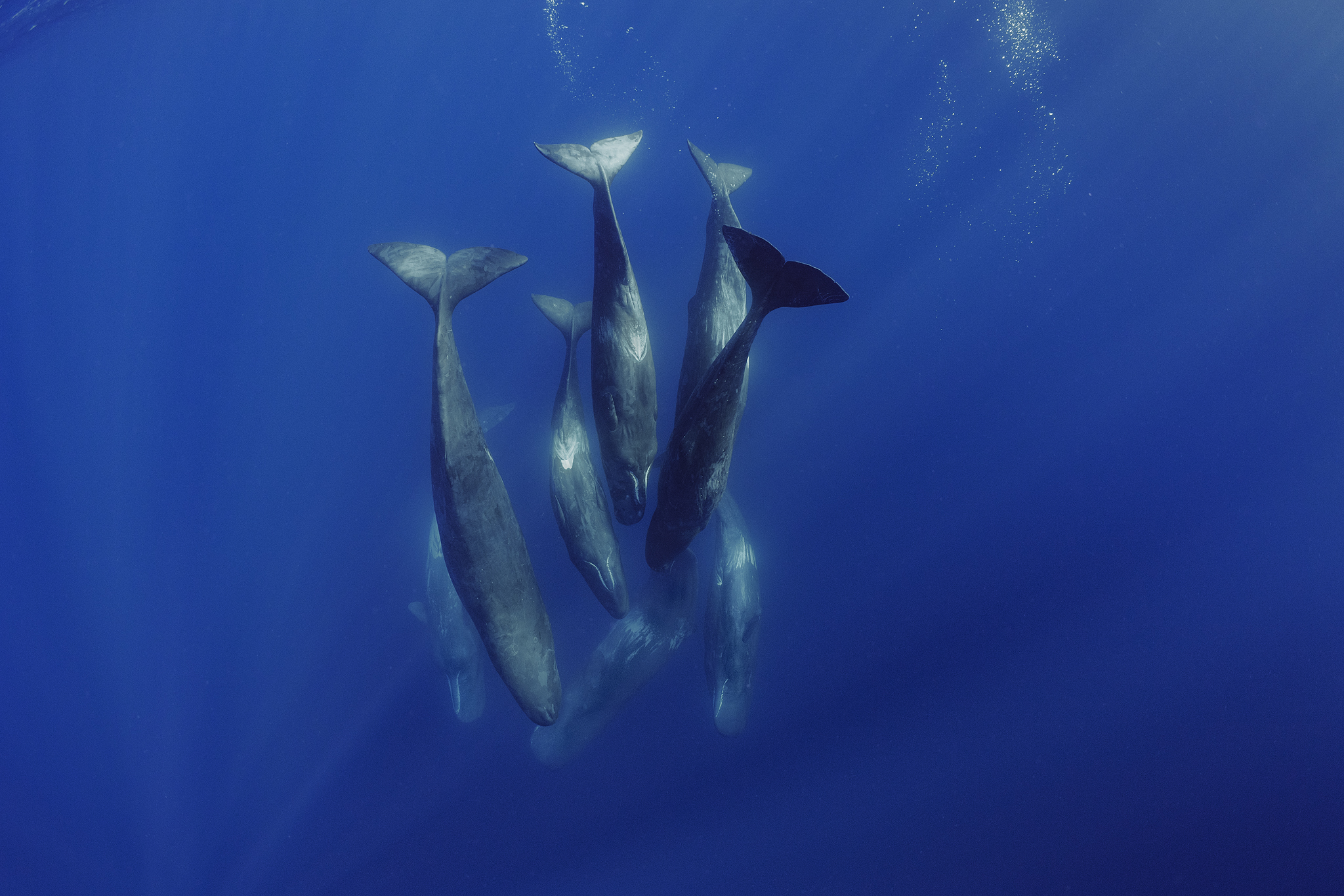 A family unit of sperm whales socializing underwater off the island of Faial in the Azores. (Brian Skerry)
