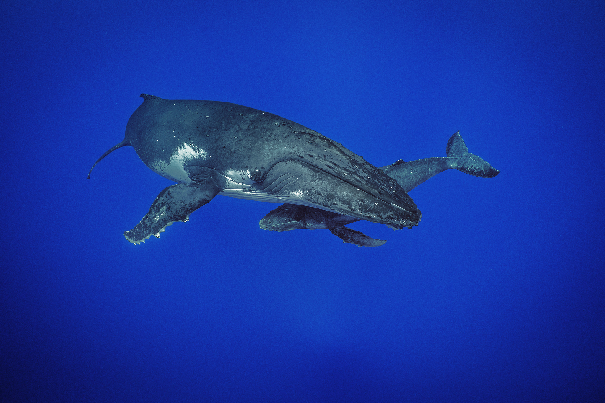 A mother Humpback Whale with her calf