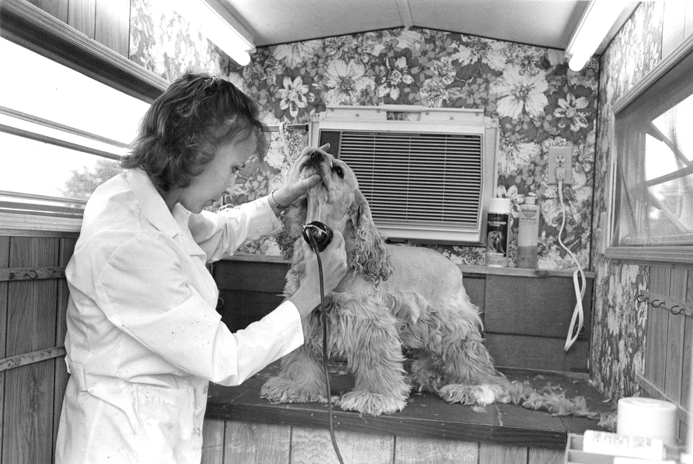 Angela Eaton grooms "Dutchess" inside "House Calls" trailer in 1982. The unit is equipped with a bath, heater, air conditioner and dryer.