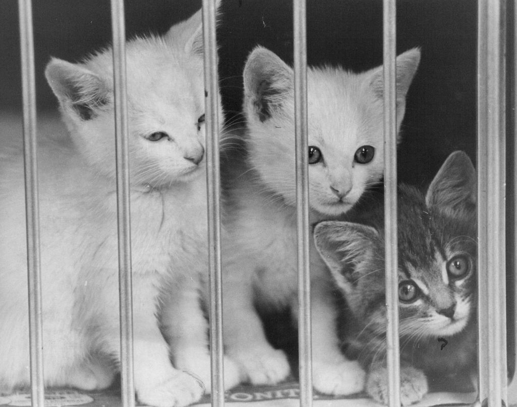 Three abandoned kittens wait for adoption at a shelter in 1972 (Denver Post via Getty Images)