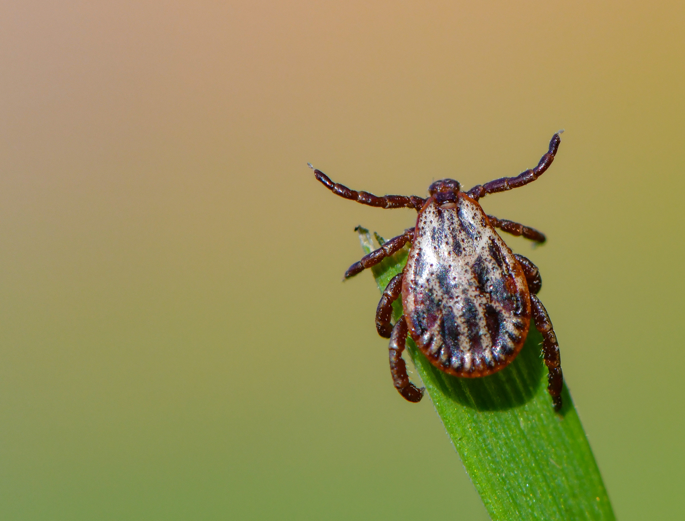 A tick quests on a blade of grass for its next blood meal. (Patrick Pleul—Picture Alliance/Getty Images)