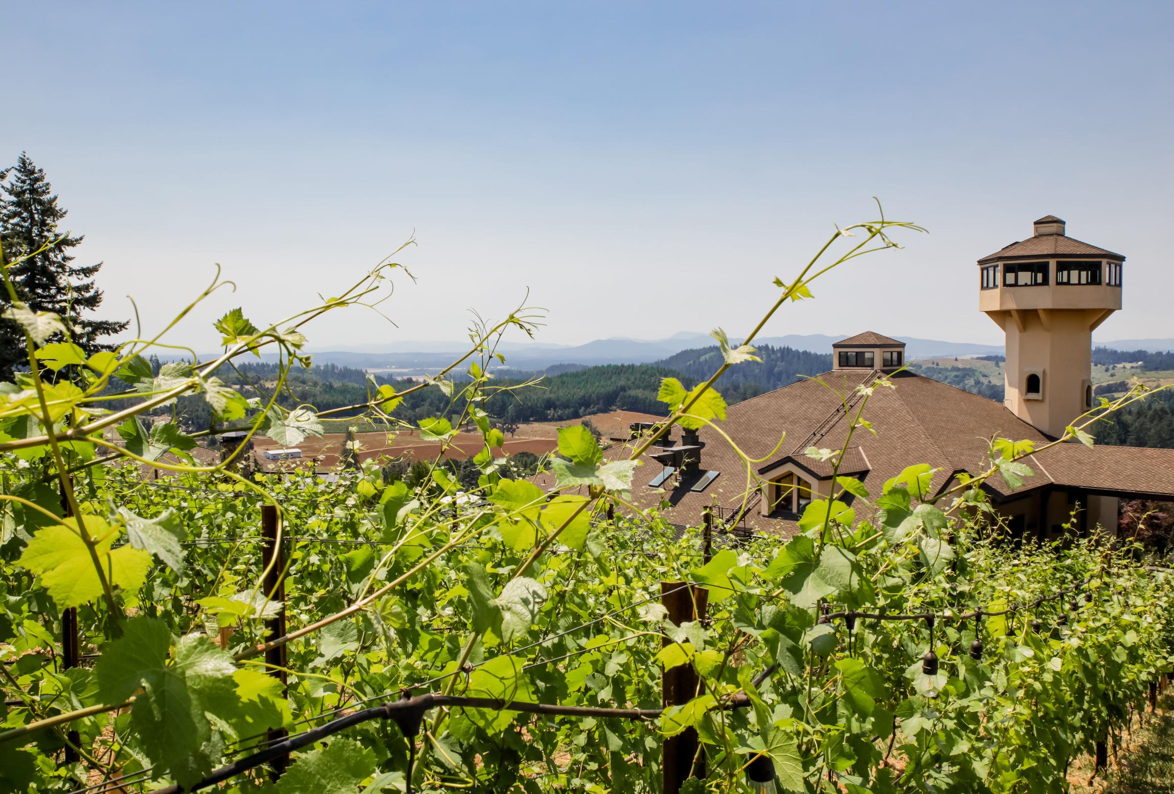 Vines at Willamette Valley Vineyards on June 29, 2021.