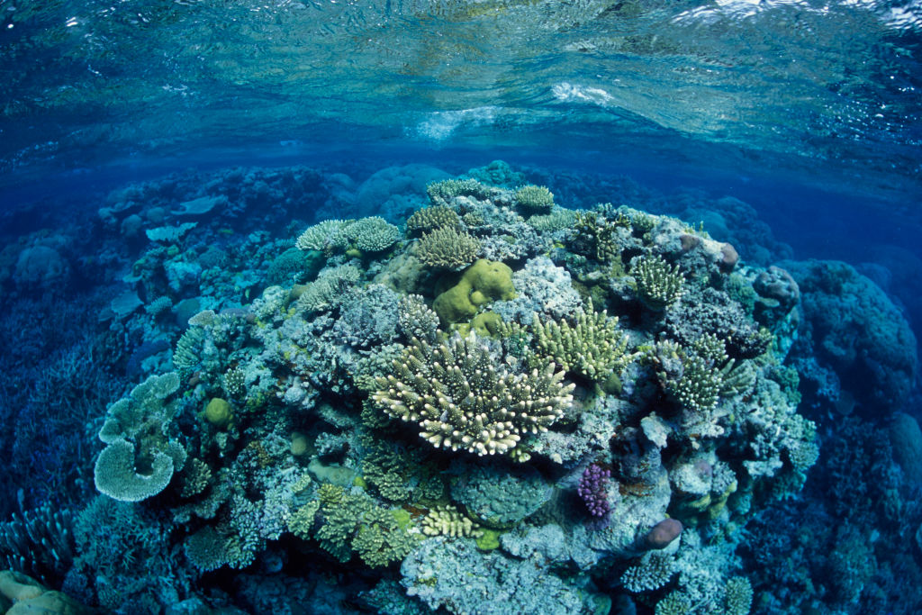 Great Barrier Reef, north-east of Port Douglas, Queensland, Australia, Western Pacific Ocean Coral, mostly of the genus Acropora. (Francois Gohier—VWPics/Universal Images Group/Getting Images)