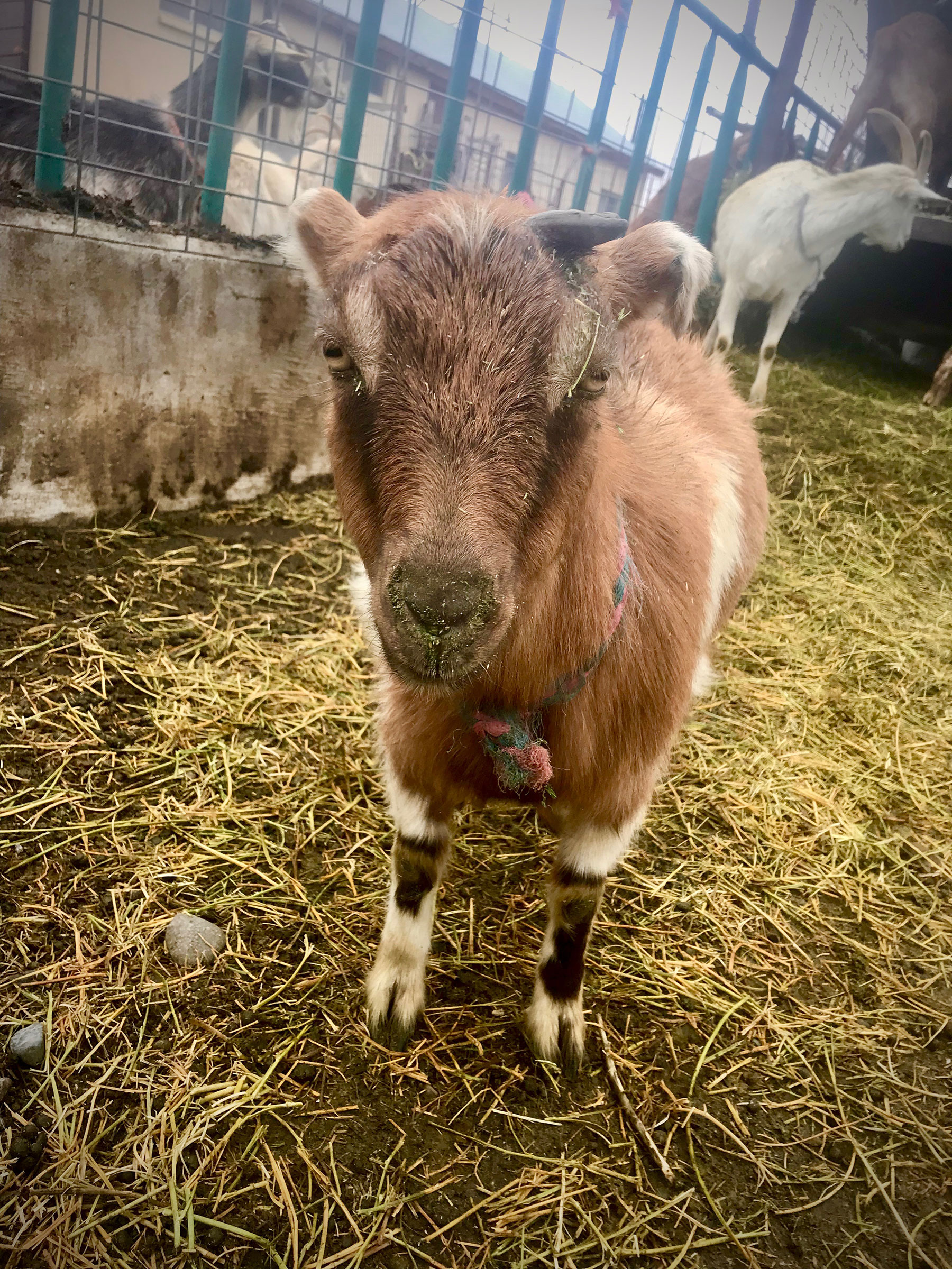 A baby Nigerian dwarf goat at Gail Ansley's Picabo Desert Farm.