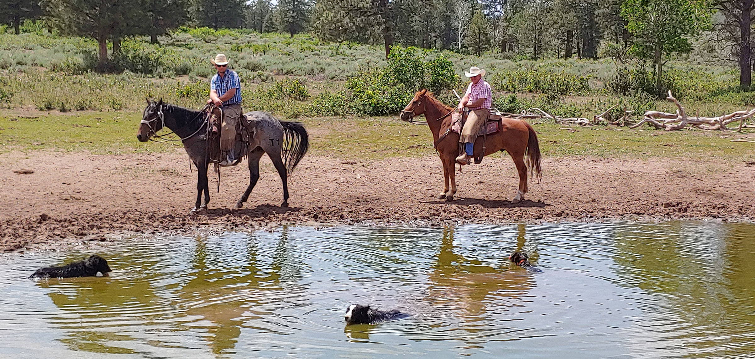 TBone and Kip the cow dogs cool off in a nearly-dry pond after looking for cattle, with Dean and Howard VanWinkle looking on. (Courtesy Janie VanWinkle)