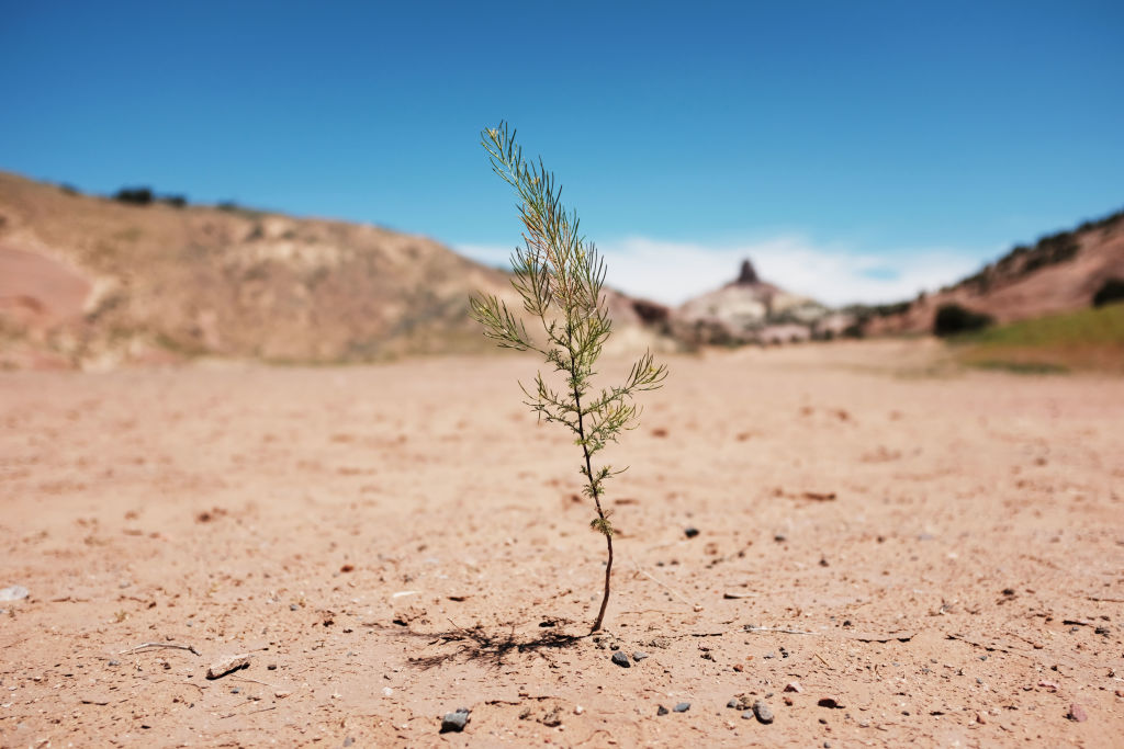 drought navajo plant