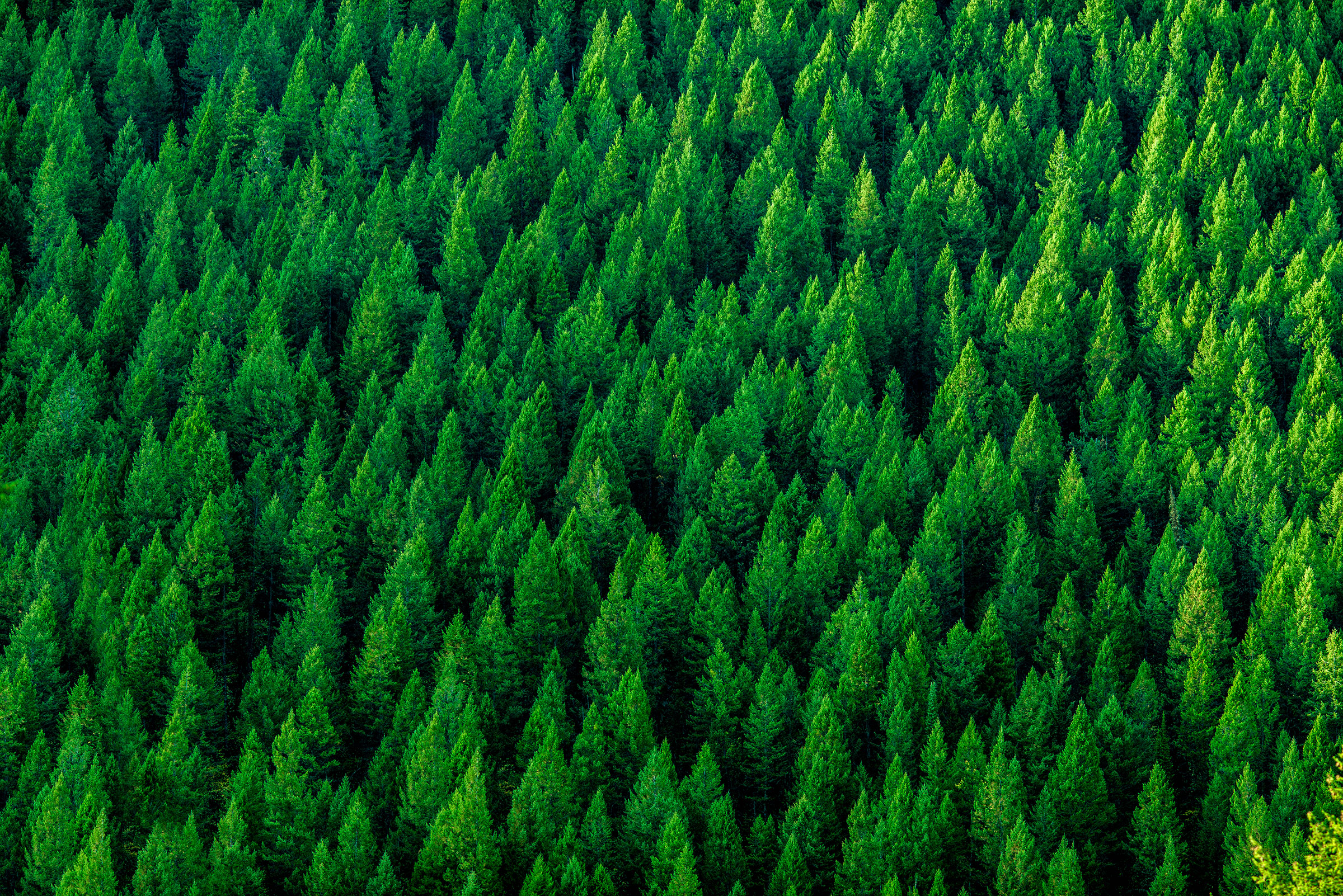 Aerial view of treetops in forest