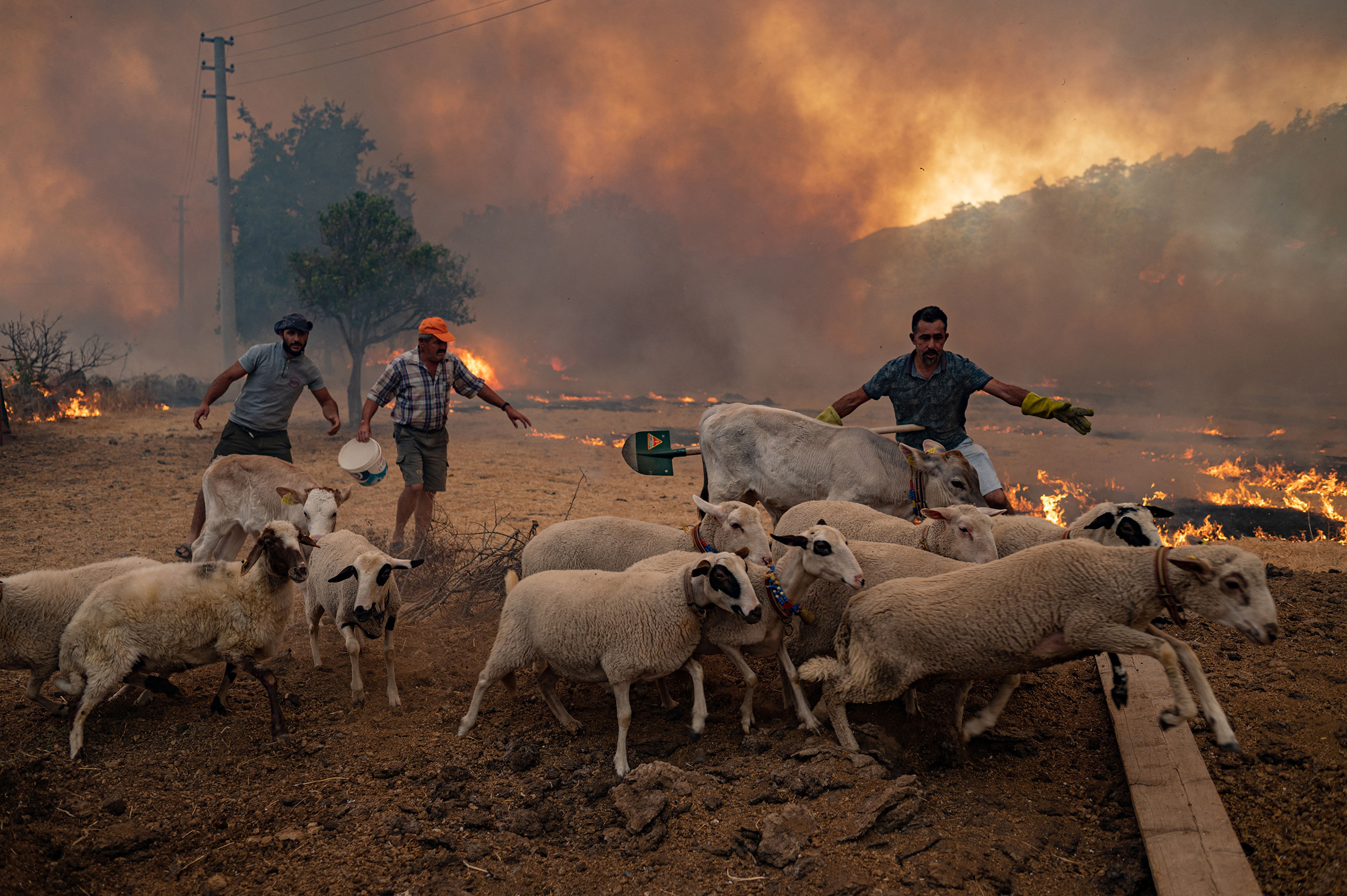 Men gather sheeps to take them away from an advancing fire in Mugla, Marmaris district, Turkey on Aug. 2. (Yasin Akgul—AFP/Getty Images)