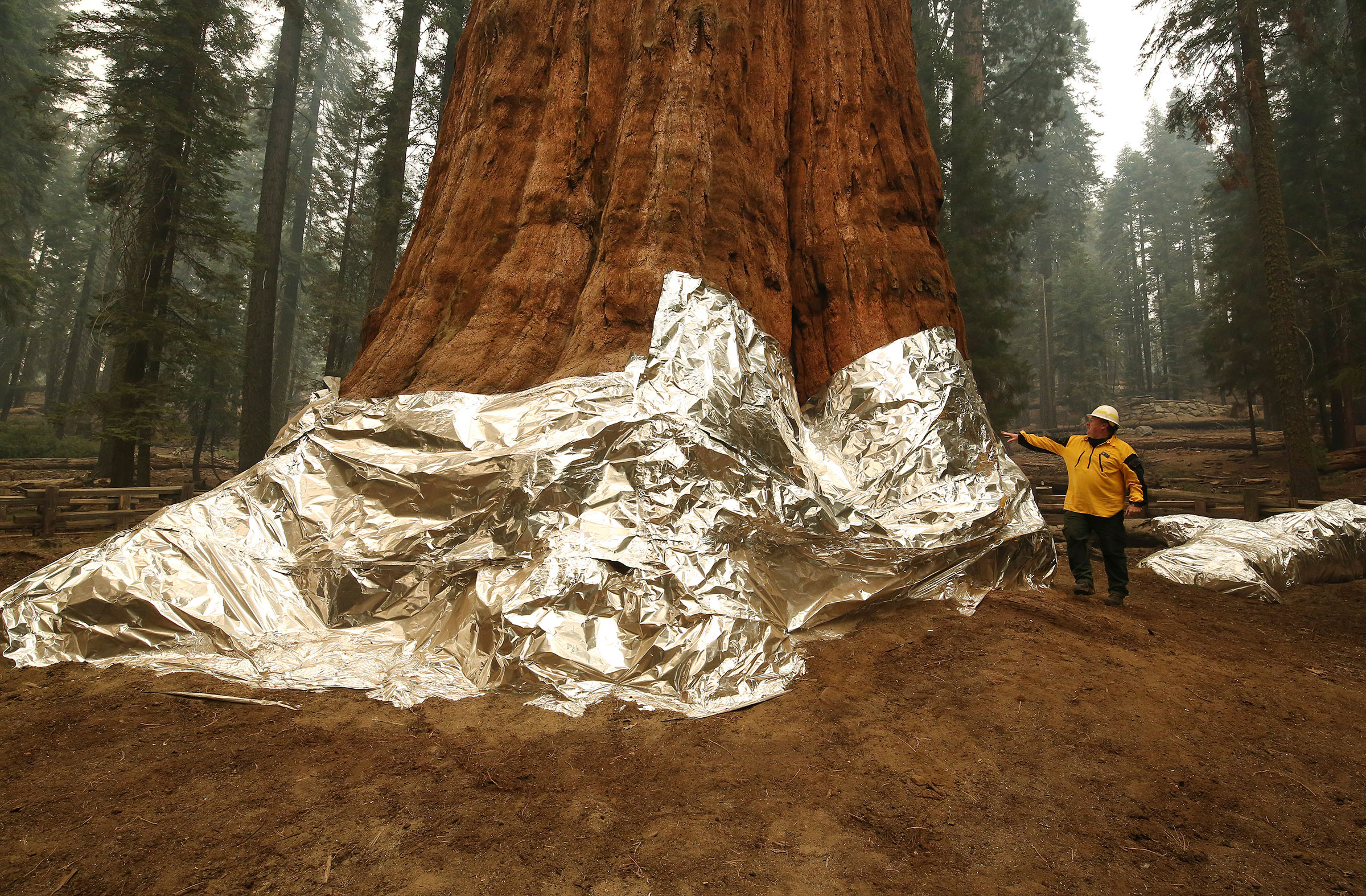 Jon Wallace, Operations Section Chief, stands next to General Sherman, a historic tree that is being protected by foil from fires at Sequoia National Park, Calif., Wednesday, Sept. 22, 2021. (Gary Kazanjian—AP)