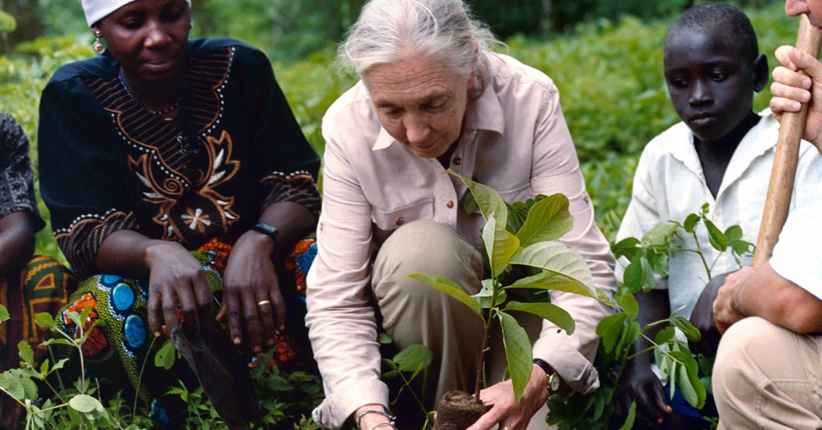 Jane Goodall's New Effort to Plant Trees and Restore Forests