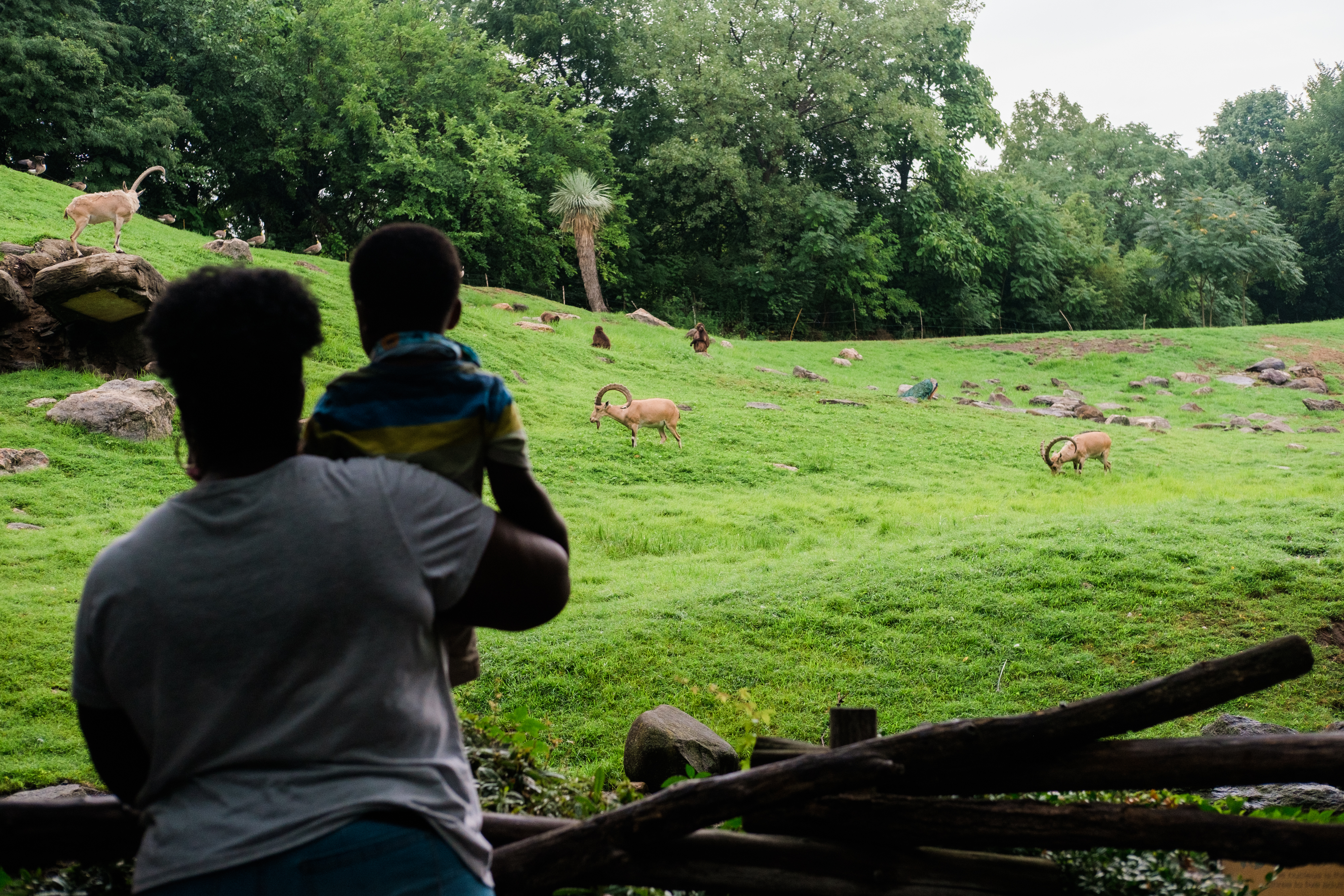 Visitors at the Bronx Zoo in New York on July 24, 2020. (Gabriela Bhaskar—Bloomberg/Getty Images)