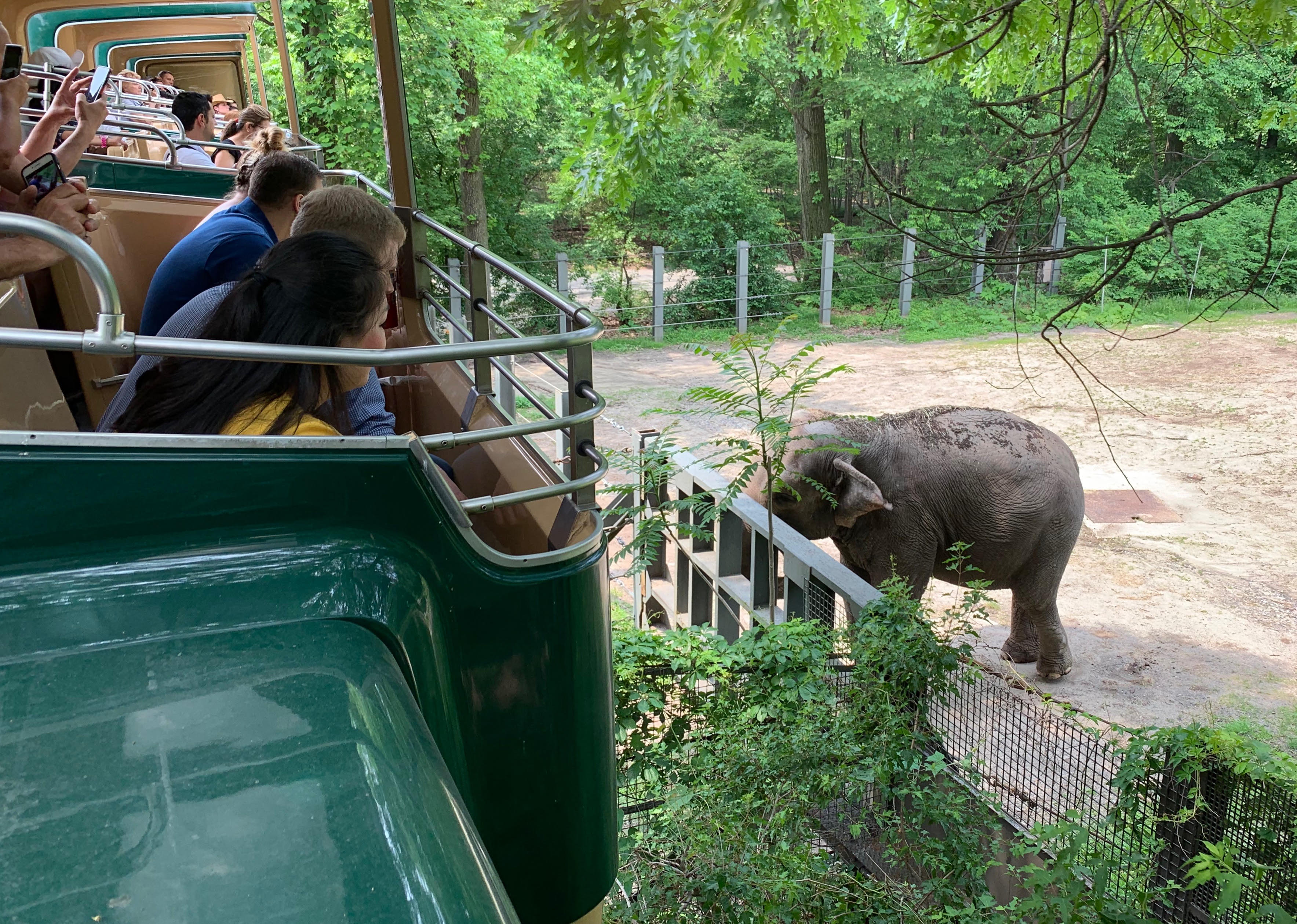 Visitors to the Bronx Zoo view Happy the elephant from monorail on Oct.27, 2019. (Courtesy Nonhuman Rights Project/Gigi Glendinning)