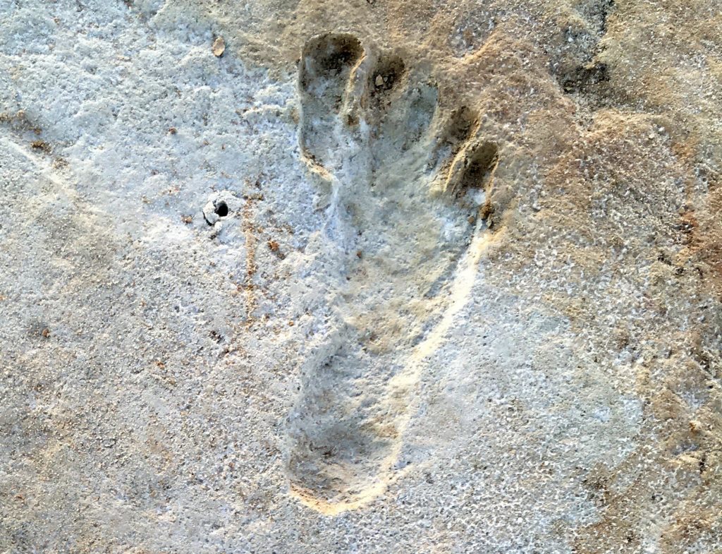 Fossilized human footprints shown at the White Sands National Park in New Mexico, the oldest impressions to have been discovered found in North America. (Photograph—Courtesy of the National Park Service.)