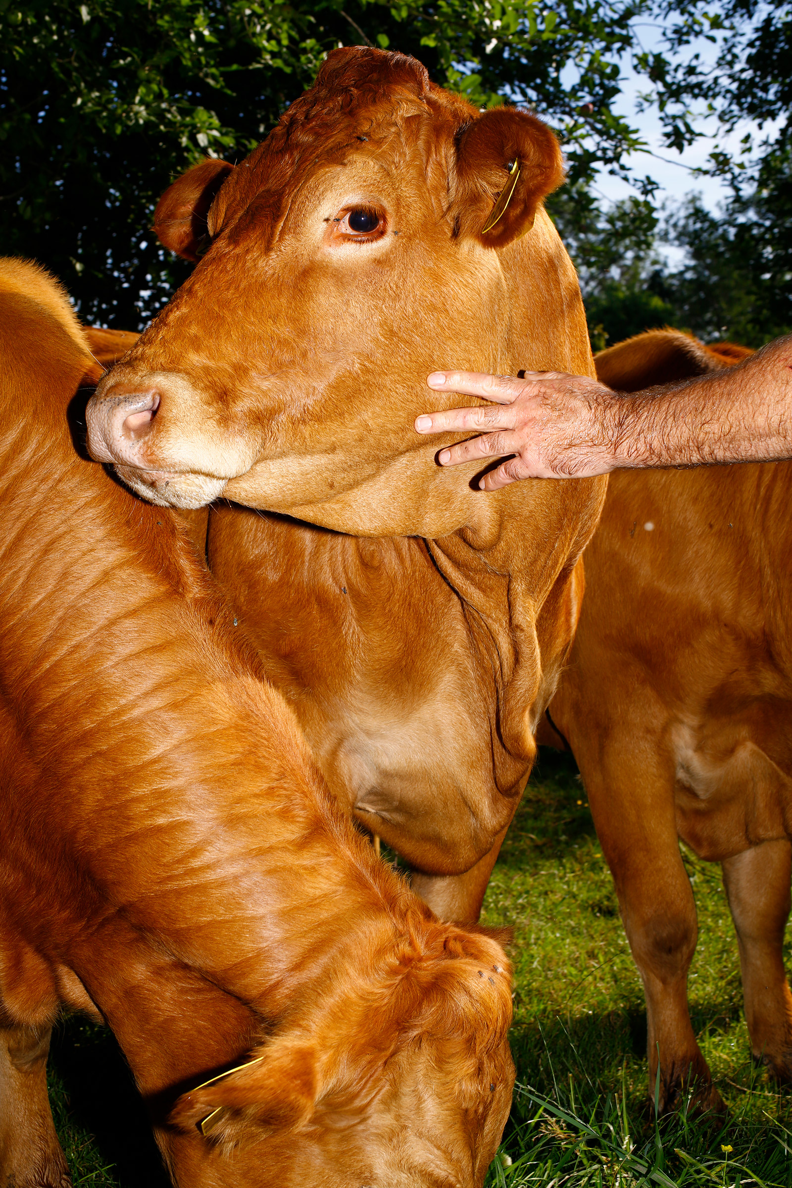 Limousin cows in Farmer John’s pasture. Mosa Meat will cultivate their cells in a lab to grow into hamburger that is genetically identical, no slaughter required (Ricardo Cases for TIME)