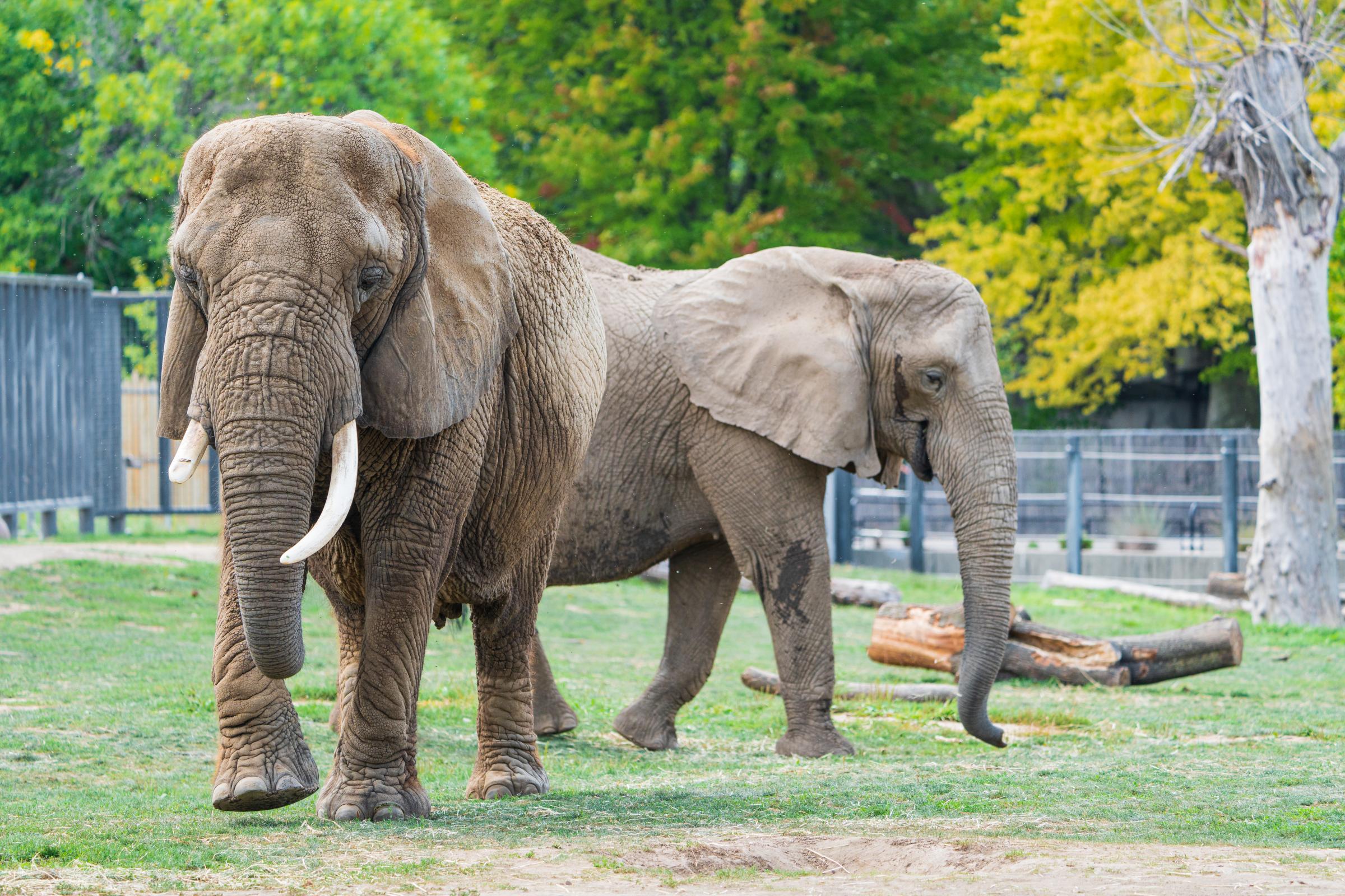Milwaukee County Zoo elephants