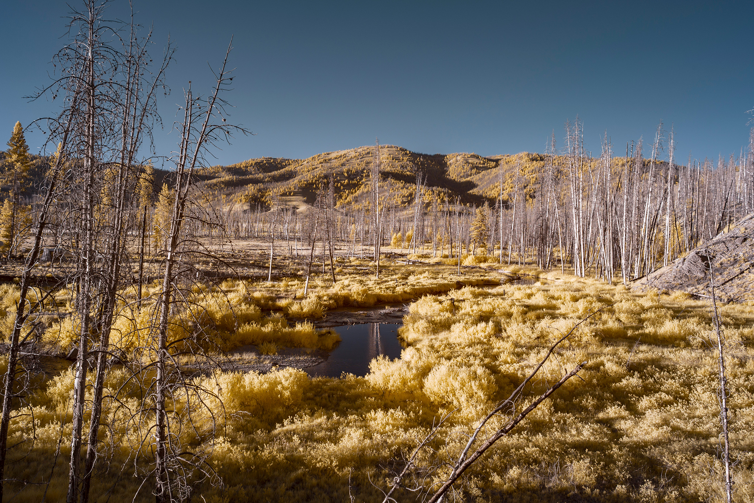 A salmon spawning habitat on the Salmon River, taken with an infrared camera during the searing middle-of-the-day heat with the vibrant yellow coloring showing signs of life.