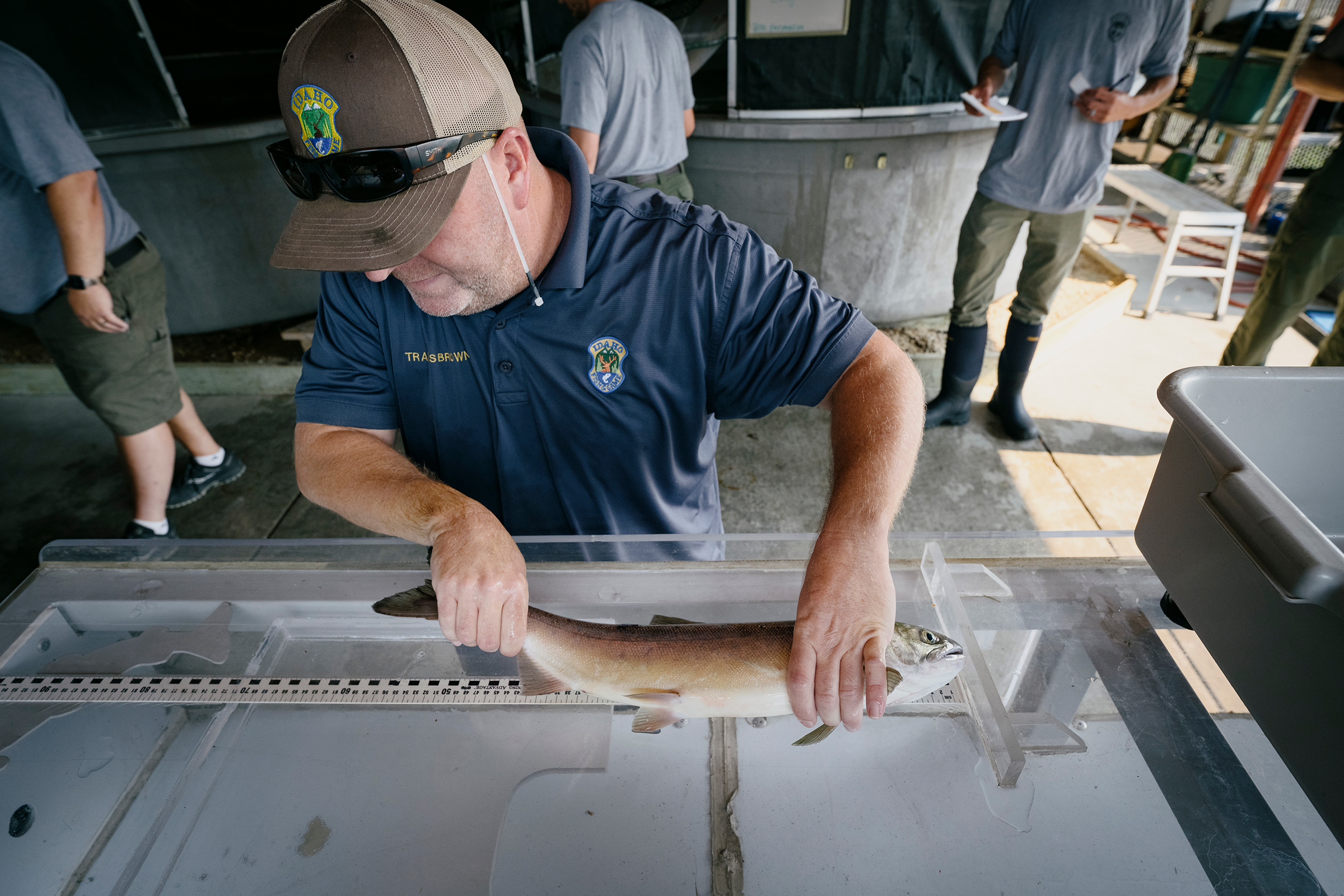 A sockeye salmon being measured and tagged at the Eagle Hatchery near Boise, where it was driven after being trapped at the Lower Granite Dam.