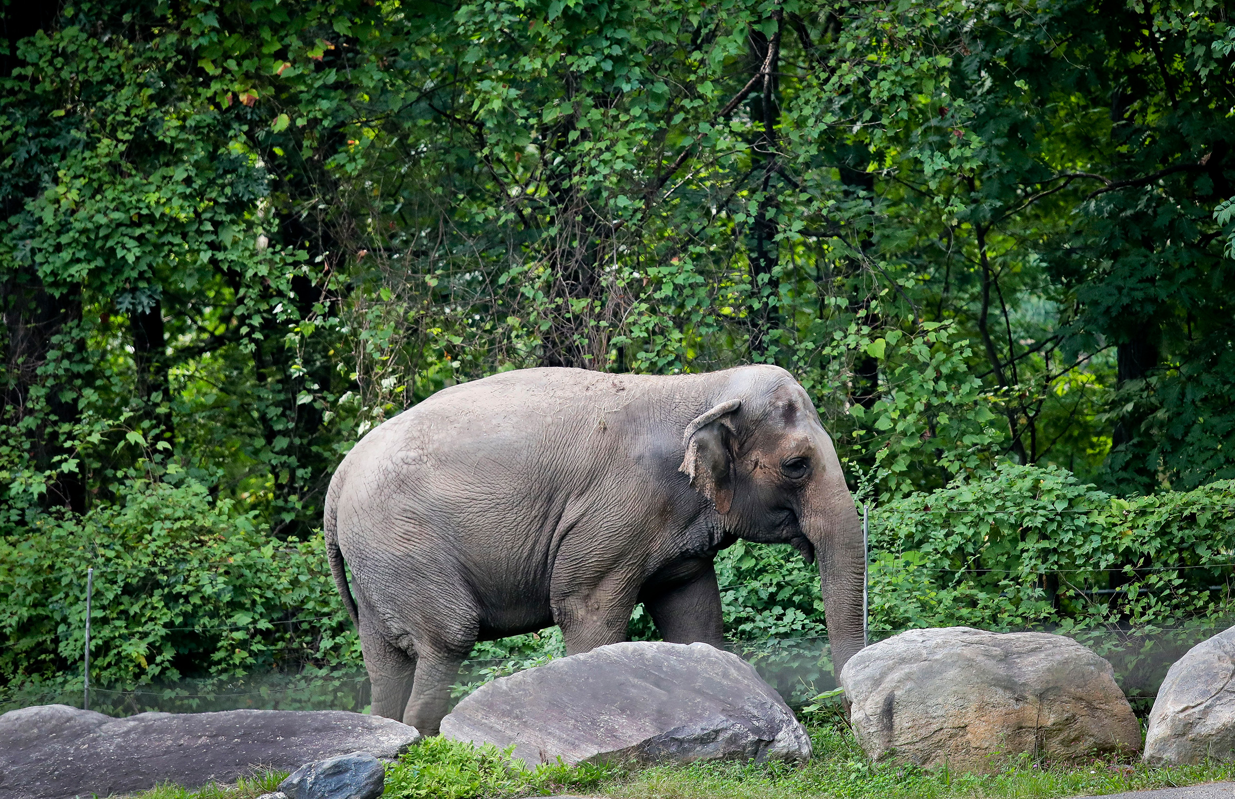 Happy, an elephant at New York's Bronx Zoo, in October 2018. (Bebeto Matthews—AP)