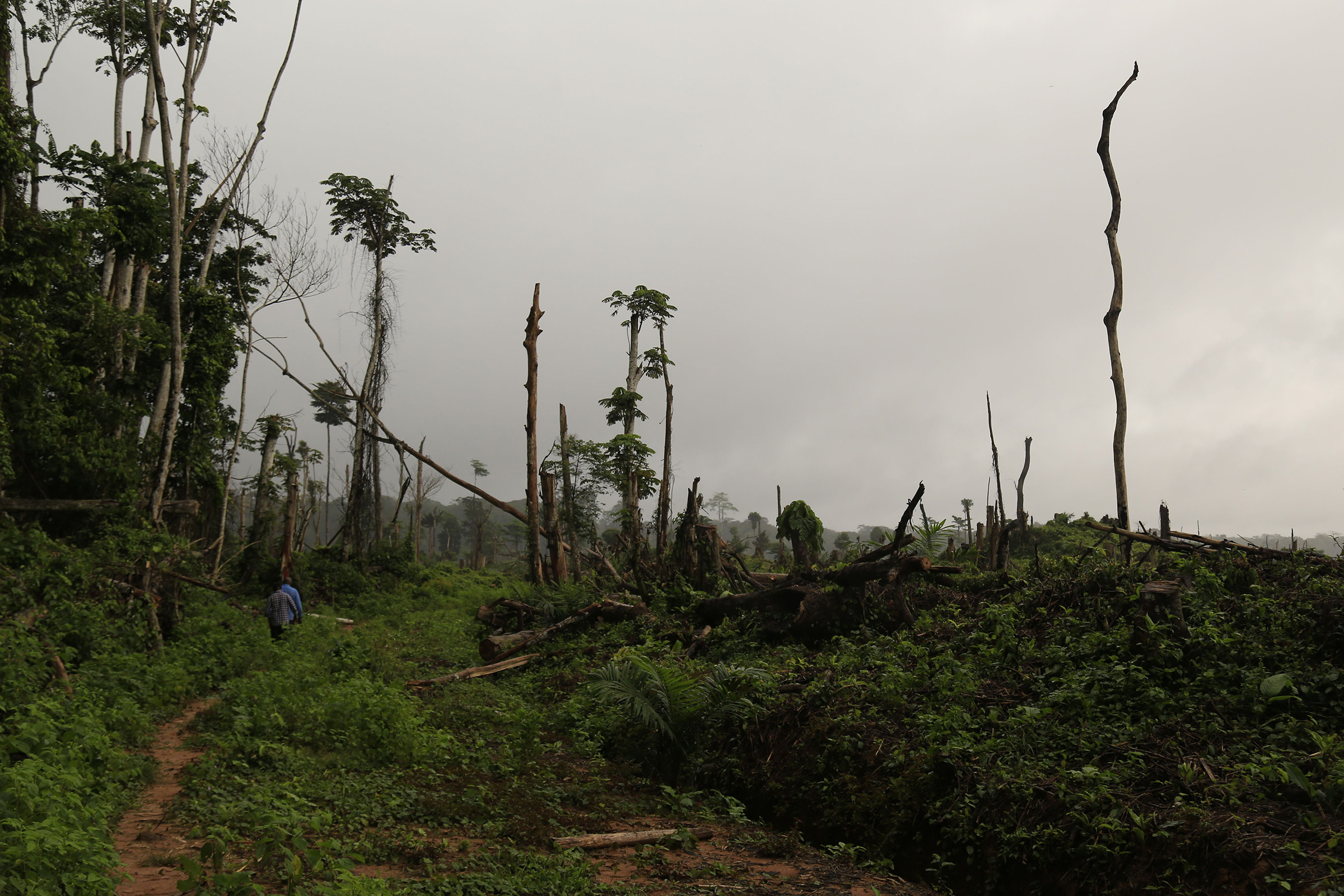 Tree stumps are seen after 850 hectares of forests were felled to plant oil palms in the Congo Basin rain forest in Democratic Republic of Congo, Sept. 25, 2019. (Samir Tounsi—AFP/Getty Images)