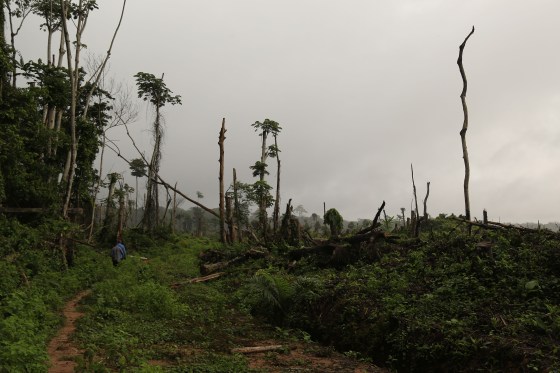 Tree stumps are seen after 850 hectares of forests were felled to plant oil palms in the Congo Basin rain forest in Democratic Republic of Congo, Sept. 25, 2019. 