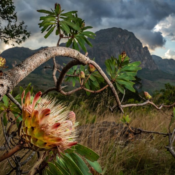 A Manica sugarbush in Chimanimani National Park, Mozambique.
