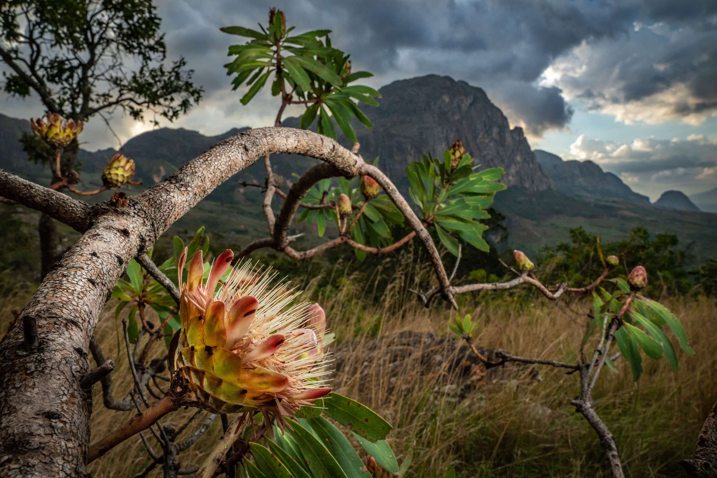 A Manica sugarbush in Chimanimani National Park, Mozambique. (Jen Guyton)