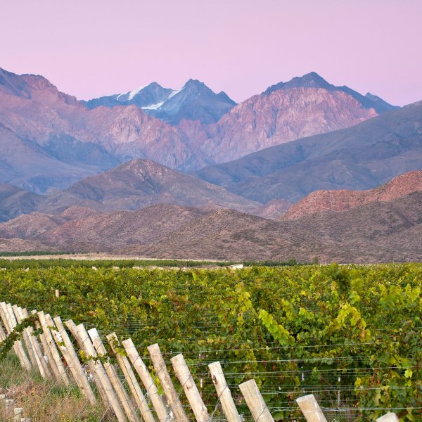 A vineyard in Mendoza, Argentina.