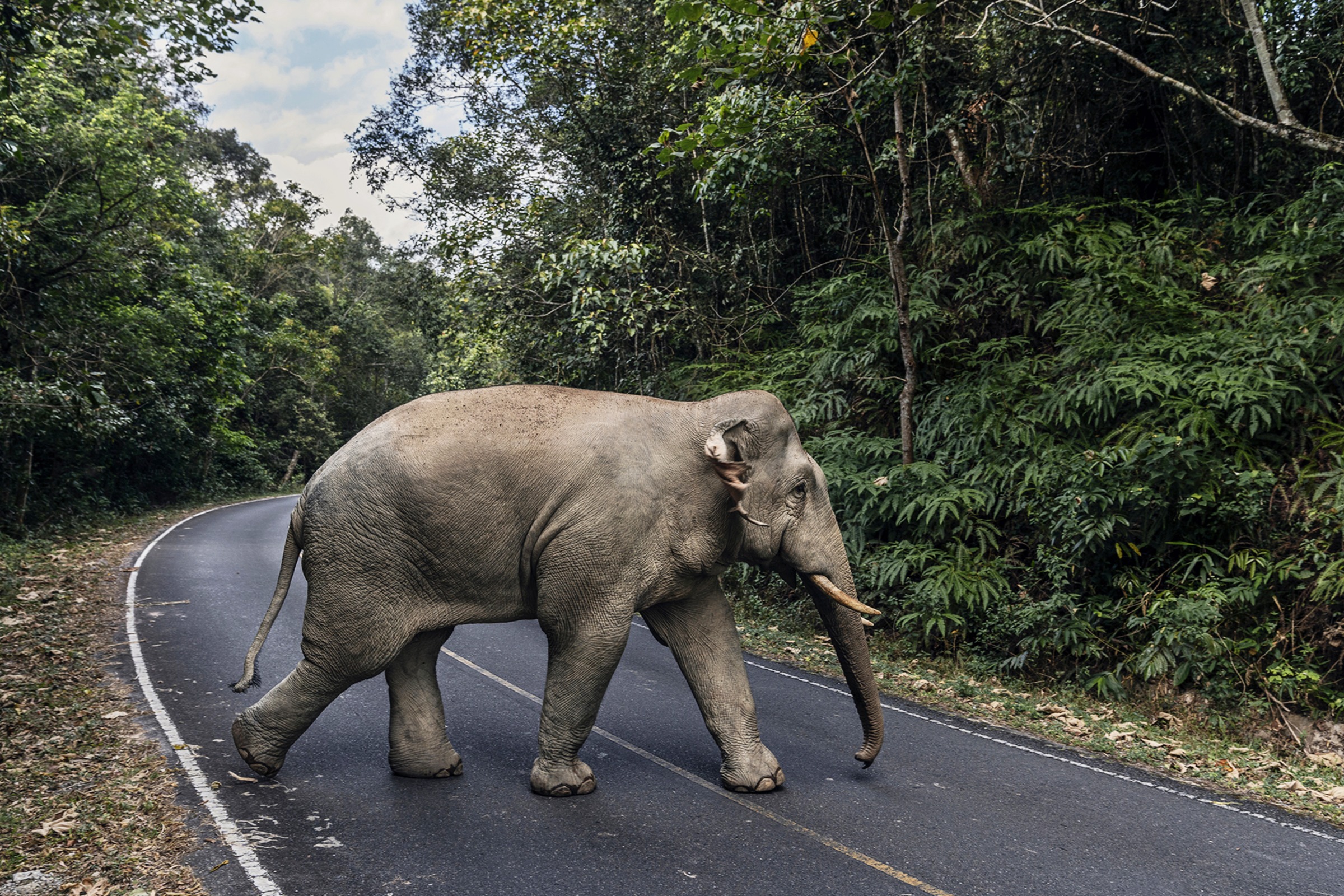 A wild elephant on the road in Khao Yai National Park, Thailand, Nov. 22, 2019. Tourist trails helped push elephants to their deaths in Thailand's oldest nature preserve, but the coronavirus lockdown is allowing them to roam freely again. (Adam Dean—The New York Times/Redux)