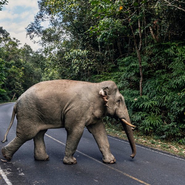A wild elephant on the road in Khao Yai National Park, Thailand, Nov. 22, 2019. Tourist trails helped push elephants to their deaths in Thailand's oldest nature preserve, but the coronavirus lockdown is allowing them to roam freely again.