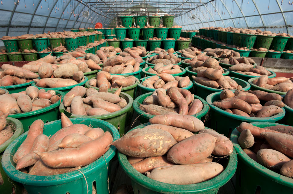Baskets of yams on a farm (Edwin Remsburg/VW Pics/Getty Images)