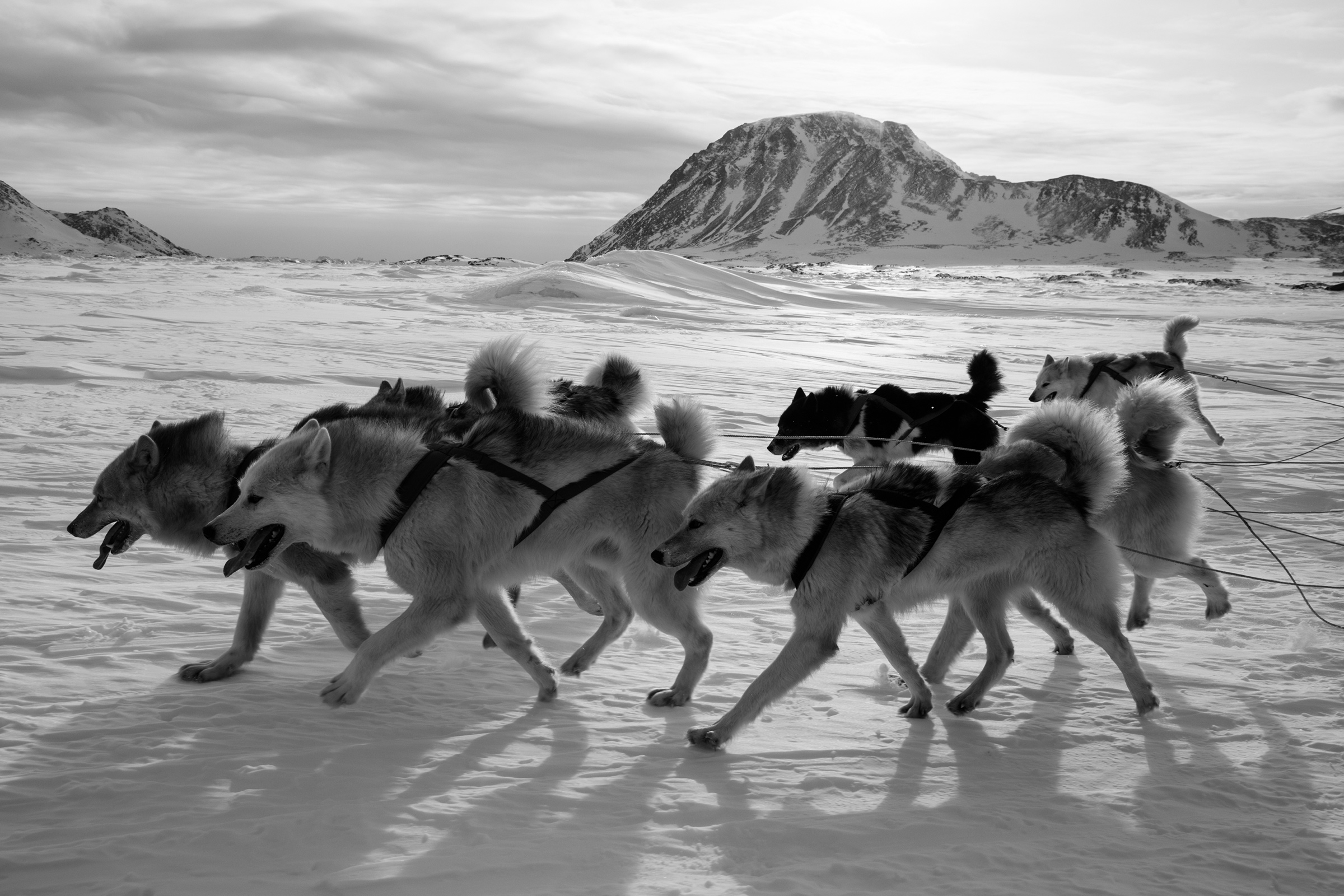 Greenlandic huskies hauling a dogsled up the east coast of Greenland in March 2020.