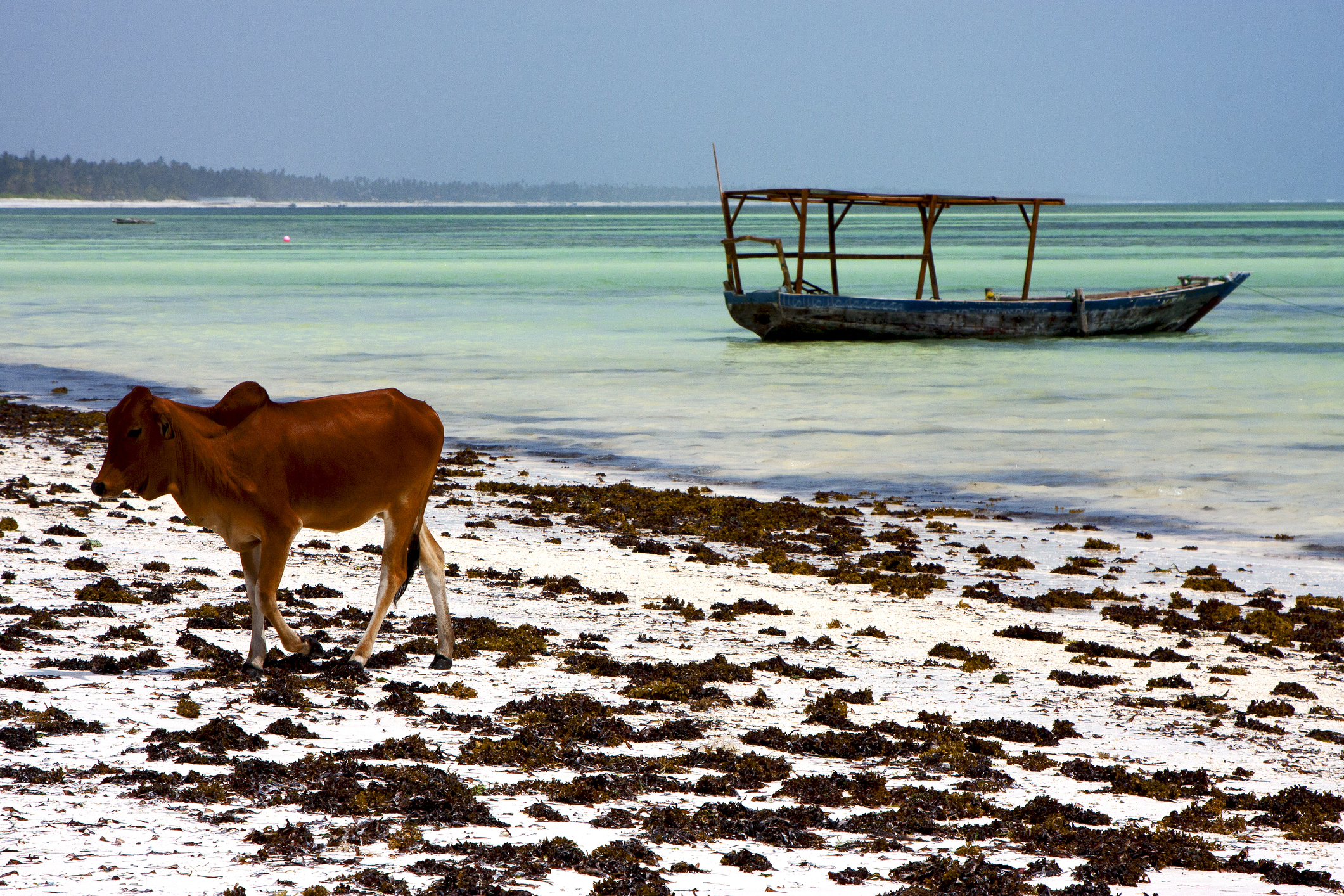 africa cow  boat pirague in the  blue lagoon relax