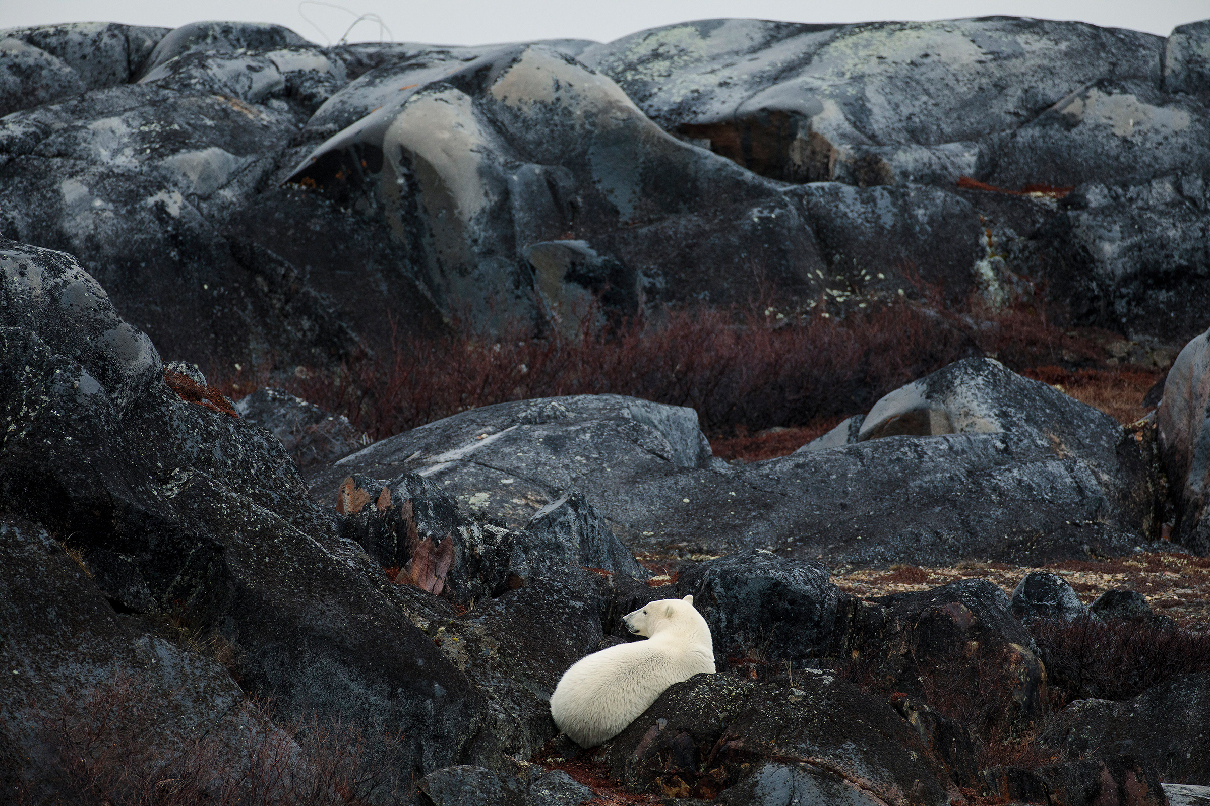A polar bear nestles among the rocks of Bird Cove on the rugged coastline of Churchill, Manitoba, on Oct. 29. The Canadian town, situated in the south of the Arctic, has long billed itself as the polar-bear capital of the world. But warming temperatures have brought a sharp decline in bear numbers; without them, Carlene Spence, a cook at the Lazy Bear Lodge, told the New York <em>Times</em>, “we don’t make money.” (Damon Winter—The New York Times/Redux)